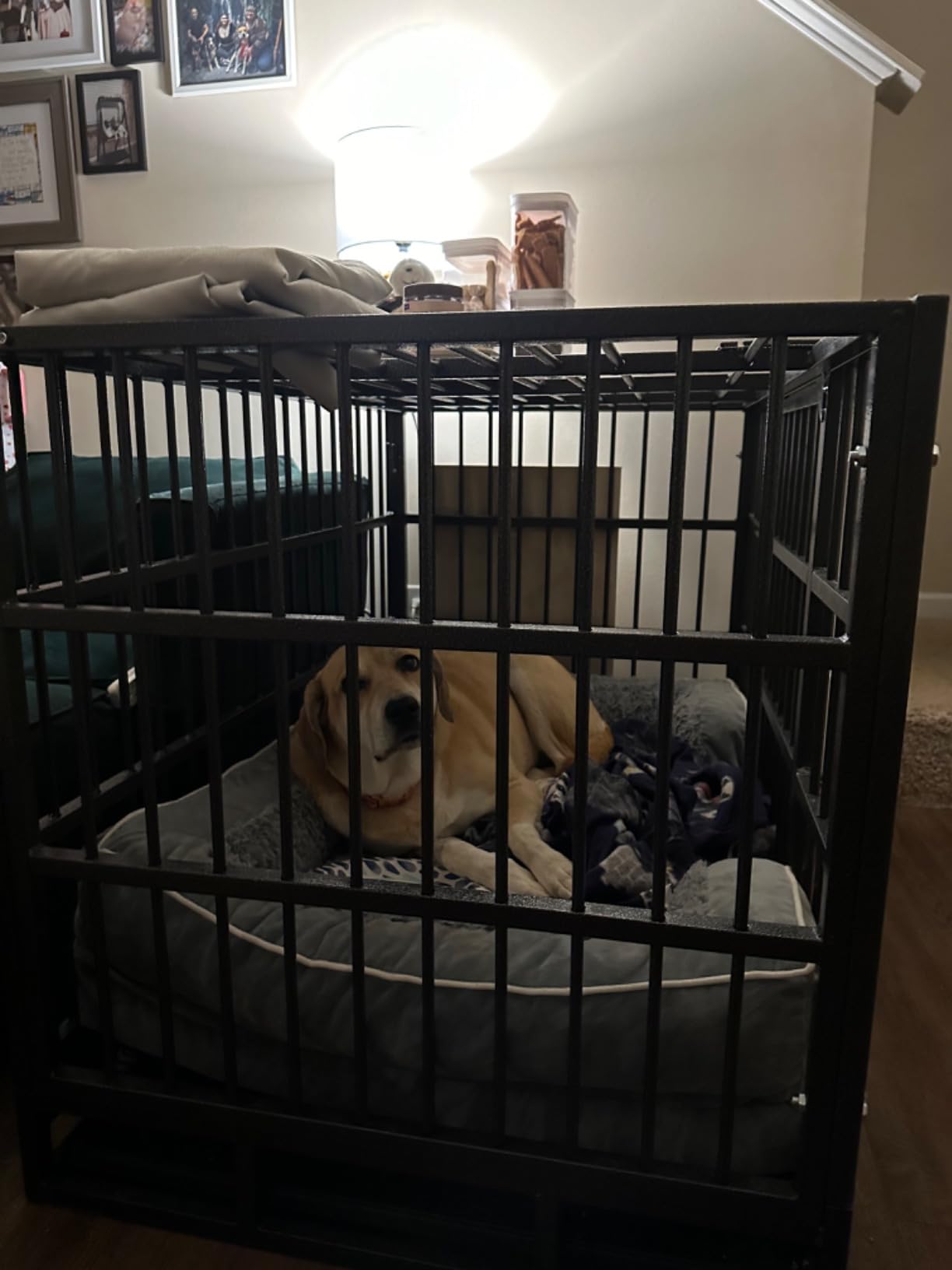 Hiwokk 48 Inch Heavy Duty Dog Crate, Indestructible Escape-Proof Dog Kennel for High Anxiety Large Dogs, Strong Metal Pet Cage with Double Doors, Lockable Wheels & Removable Tray, XL XXL XXXL customer photo 1