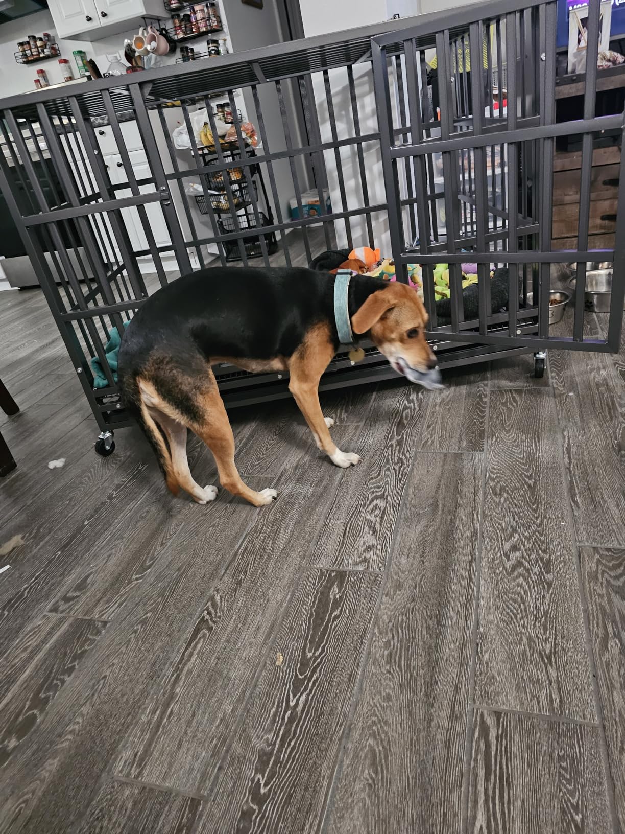 Hiwokk 48 Inch Heavy Duty Dog Crate, Indestructible Escape-Proof Dog Kennel for High Anxiety Large Dogs, Strong Metal Pet Cage with Double Doors, Lockable Wheels & Removable Tray, XL XXL XXXL customer photo 2