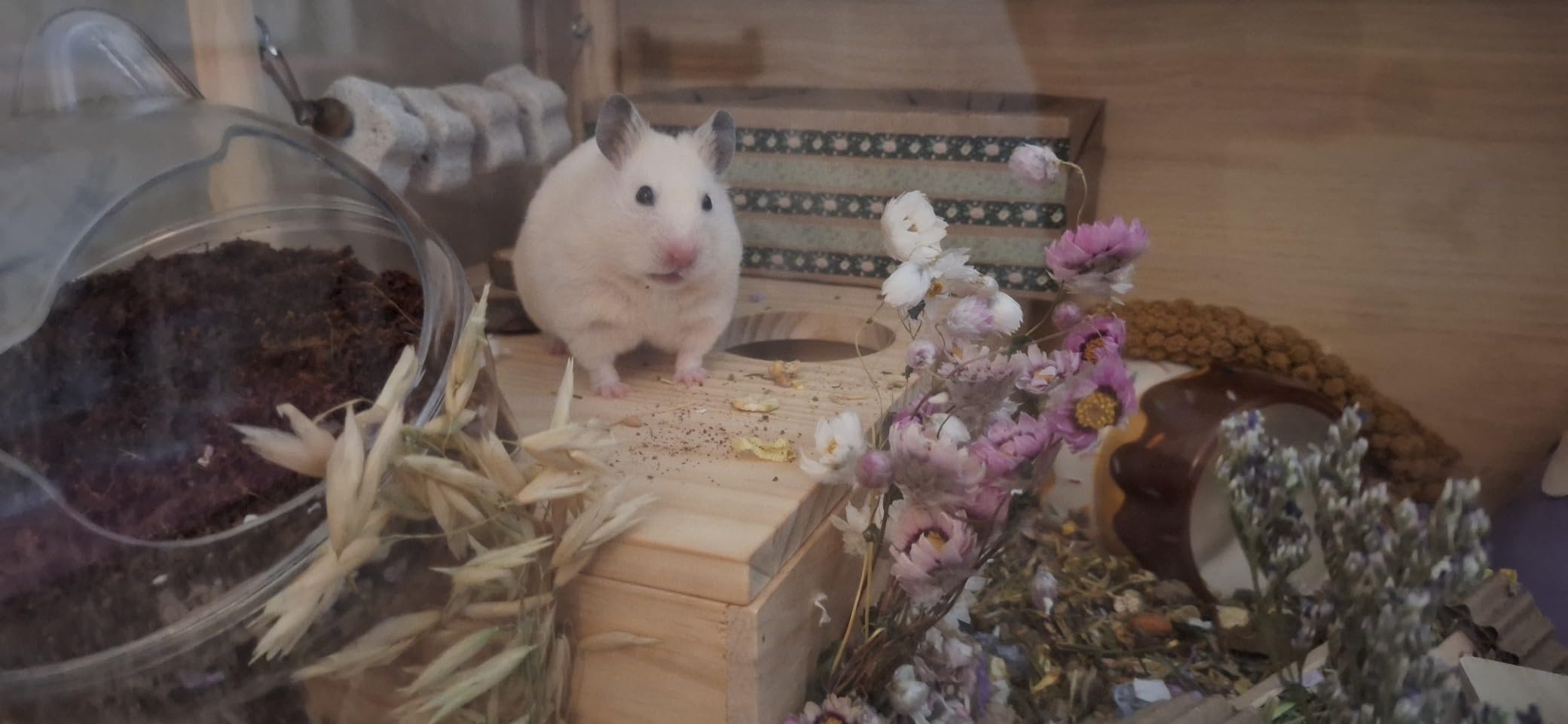 Hamster Cage Chewproof, Large Hamster Cages and Habitats, Openable Top with Acrylic Sheets, Solid Built customer photo 1