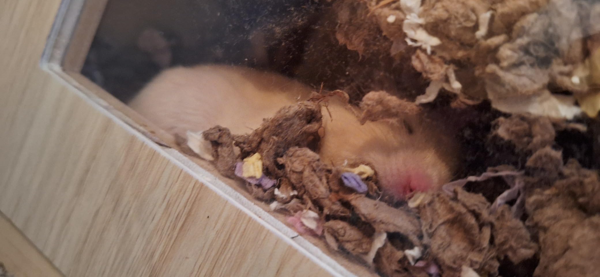 Hamster Cage Chewproof, Large Hamster Cages and Habitats, Openable Top with Acrylic Sheets, Solid Built customer photo 2
