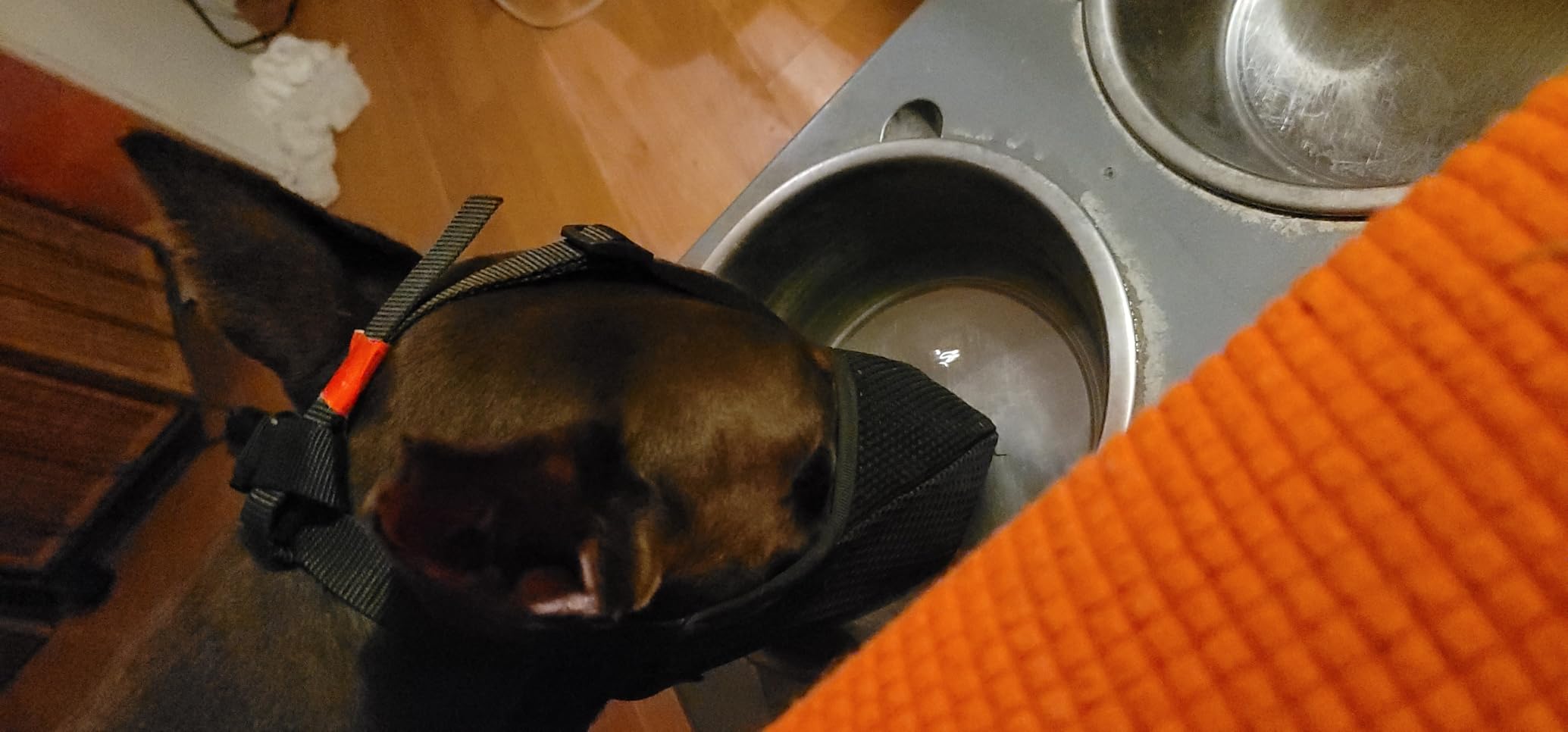 Mayerzon Dog Muzzle, Patented Soft Mesh Muzzle for Small Medium Large Dogs for Scavenging Biting Licking and Chewing, Allows to Pant and Drink (L, Black) customer photo 1