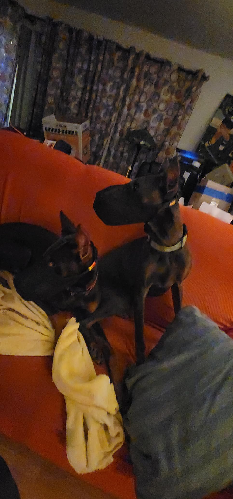 Mayerzon Dog Muzzle, Patented Soft Mesh Muzzle for Small Medium Large Dogs for Scavenging Biting Licking and Chewing, Allows to Pant and Drink (L, Black) customer photo 2