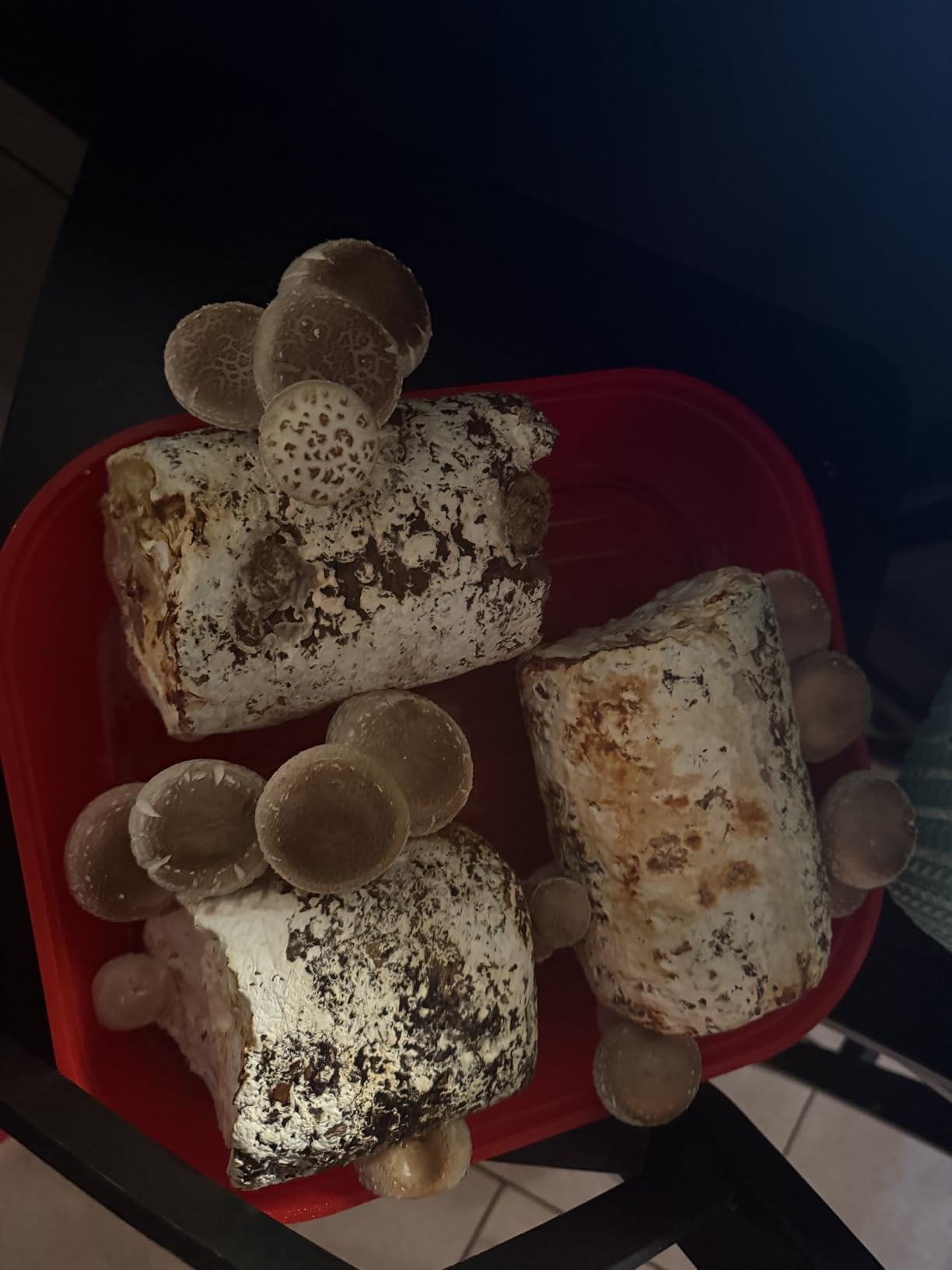 Back to the Roots Organic Shiitake Mushroom Kit; Great Gift; Easy for Beginners, For Indoor Growing (Start Growing Right Away) customer photo 1