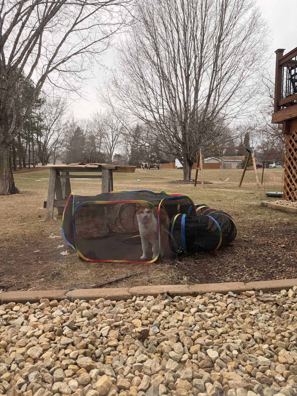 LUCKITTY Portable Cat Enclosure - 2-in-1 Outdoor Catio with Tent & Tunnel, Foldable Playpen for Indoor Cats, Includes Storage Bag for Cats & Small Animals Rainbow Color customer photo 1