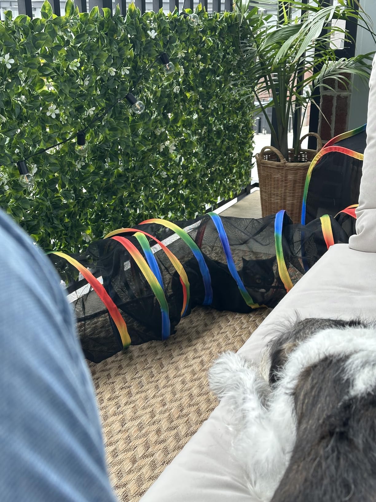 LUCKITTY Portable Cat Enclosure - 2-in-1 Outdoor Catio with Tent & Tunnel, Foldable Playpen for Indoor Cats, Includes Storage Bag for Cats & Small Animals Rainbow Color customer photo 2