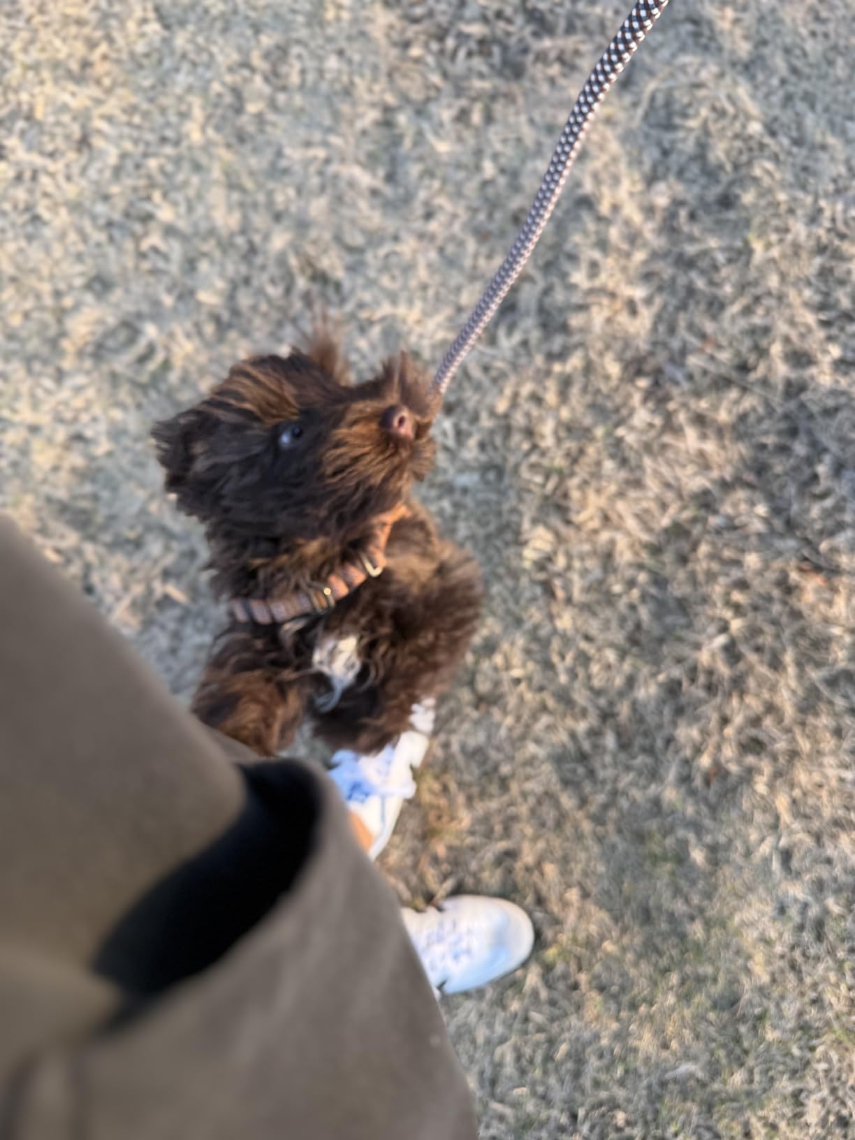 Carhartt Nylon Duck No Pull Dog Harness, Fully Adjustable Dog Harness with Quick Control Handle and Reflective Accents, Carhartt Brown, Small customer photo 1