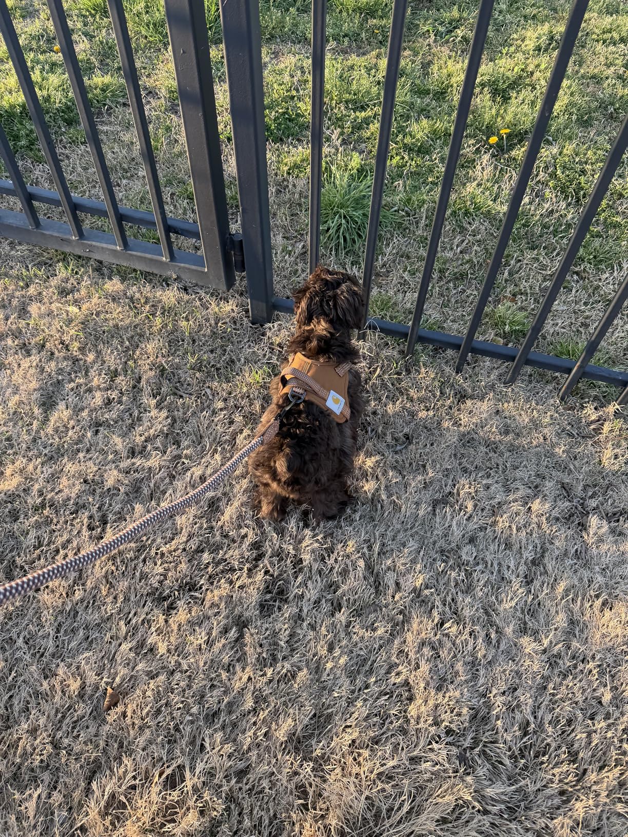 Carhartt Nylon Duck No Pull Dog Harness, Fully Adjustable Dog Harness with Quick Control Handle and Reflective Accents, Carhartt Brown, Small customer photo 2