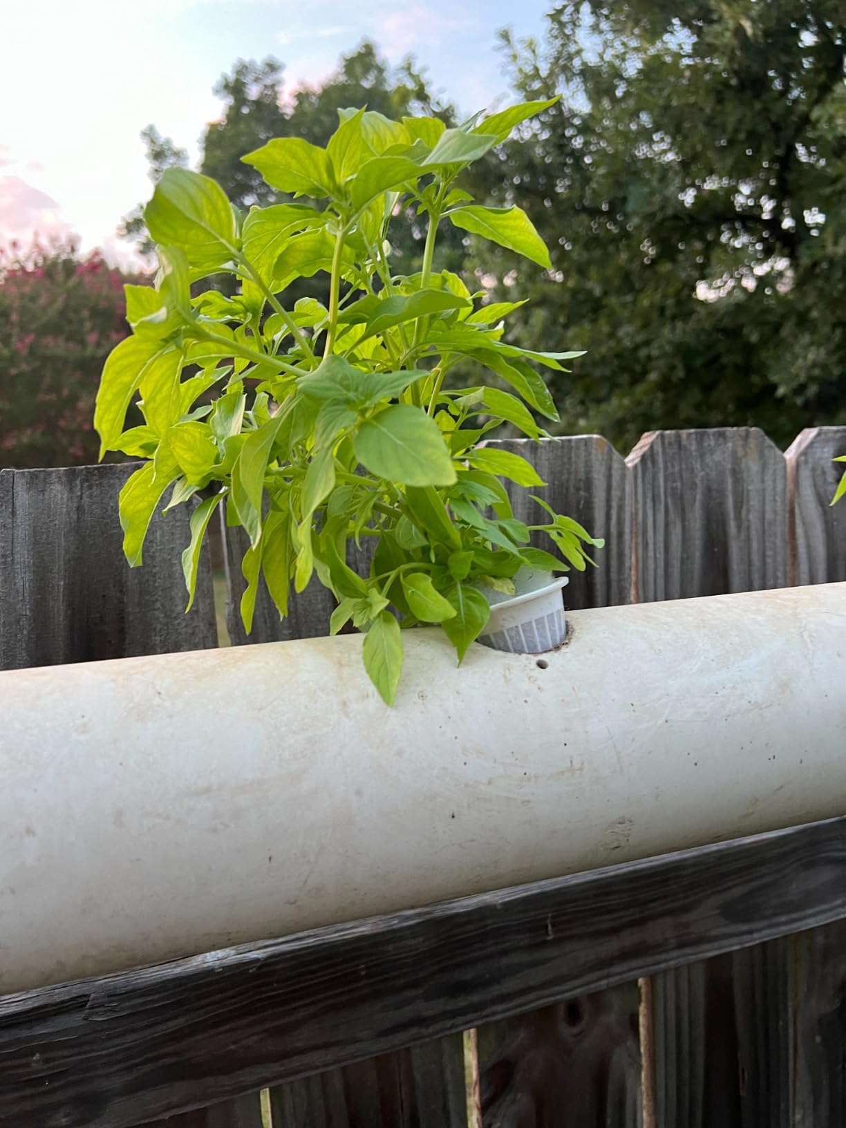 GreenGro Large Capacity Water Filter for Garden & Water Hoses - Removes Calcium, Chloramine, Chlorine, Heavy Metals/Pond Dechlorinator/Organic Gardening/Hydroponic Reservoir & Tank customer photo 1