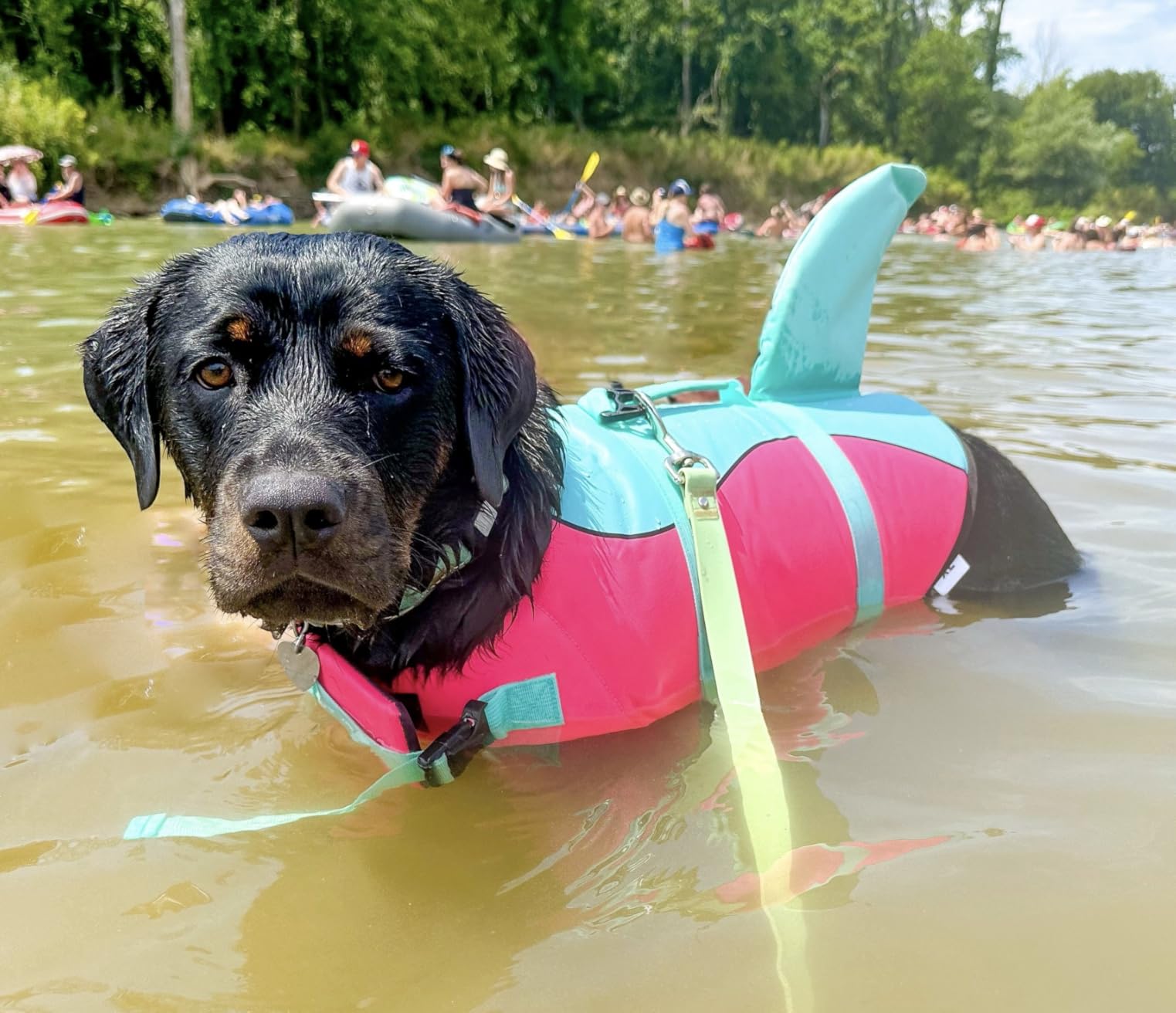 Malier Dog Life Jacket, High Buoyancy Shark Swimsuit, Ripstop American Flag, Medium, Red & Dark Blue customer photo 1