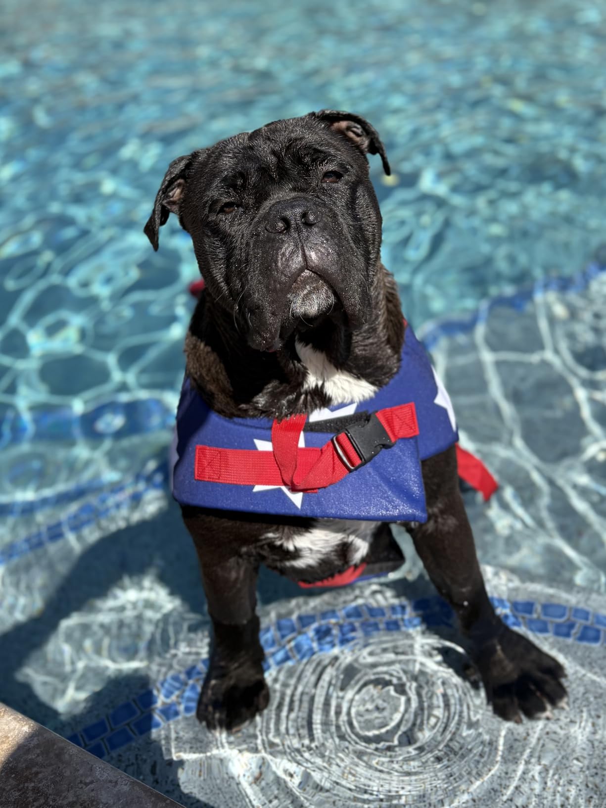 Malier Dog Life Jacket, High Buoyancy Shark Swimsuit, Ripstop American Flag, Medium, Red & Dark Blue customer photo 2