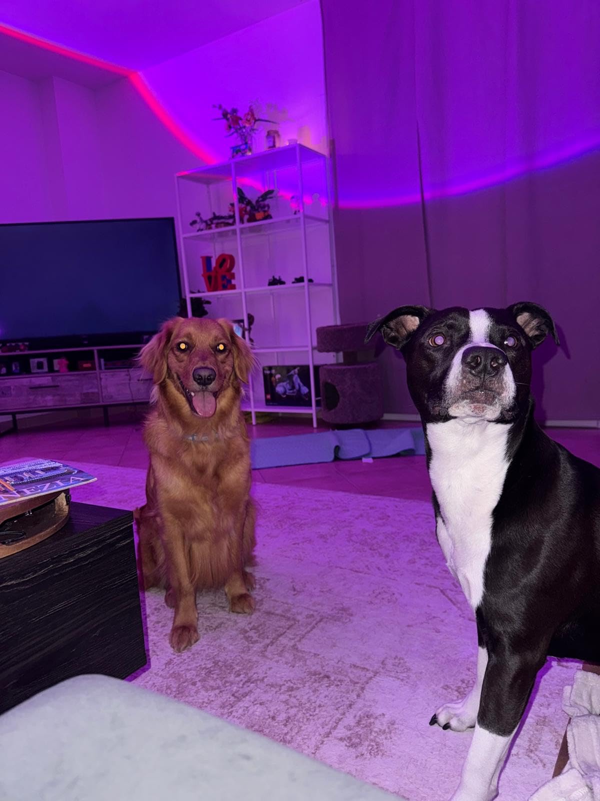 Sunset Lamp Projector Multicolor Changing LED Projection Lamp, Switch Button and APP Control 360 Degree Rotation Sunlight Lamp for Bedroom, Photography, Party, Tiktok Live, Room Decor customer photo 2