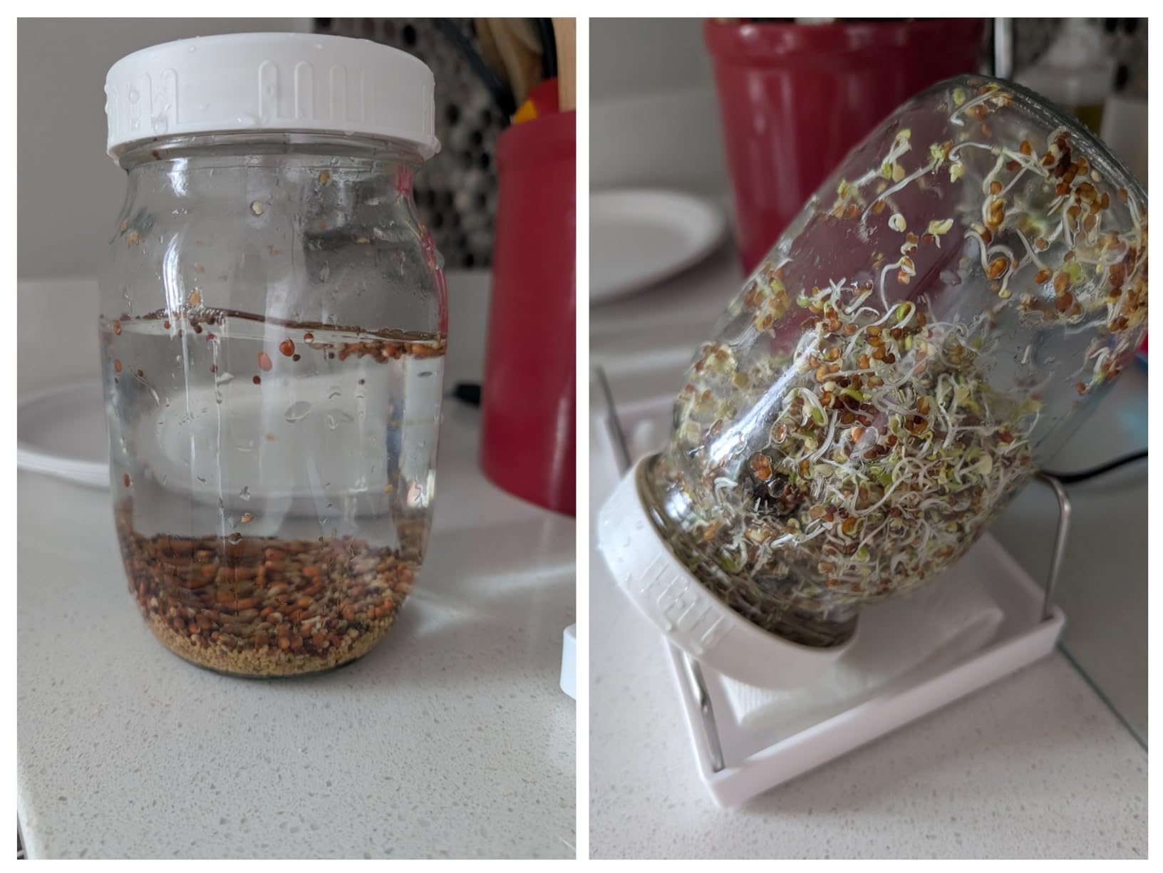 Complete Sprouting Jar Kit| 2 Wide Mouth Mason Jars, 316 Screen Sprout Lids, Blackout Sleeves, Tray, Stand| Sprouter Set for Growing Broccoli, Alfalfa and More-Seeds not Included customer photo 2