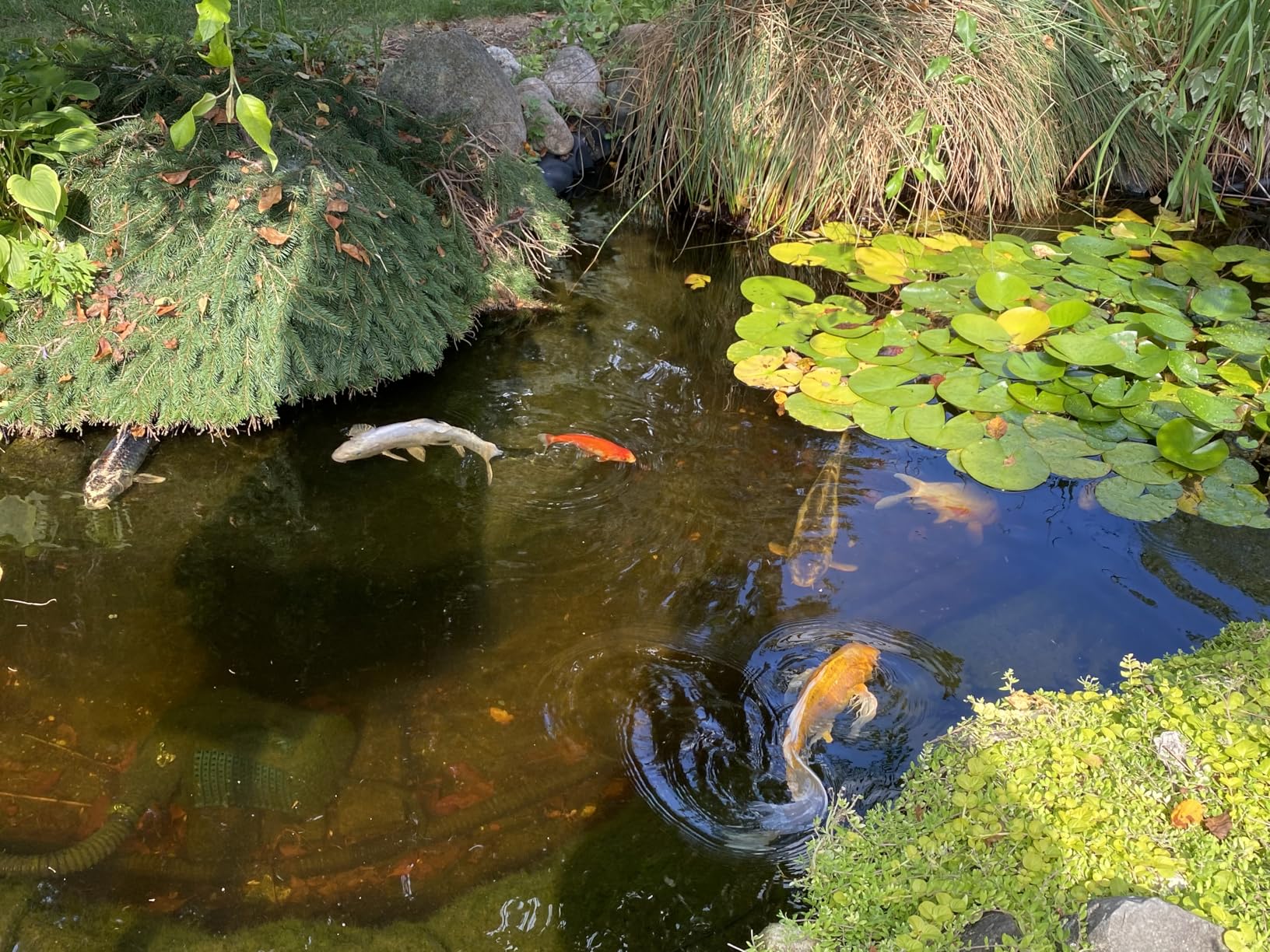 Bio Pressure Pond Filter with 13W UV-C Light, 2630 GPH Suitable for Koi Ponds up to 1300 Gallons customer photo 2