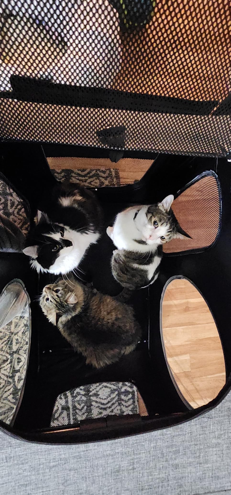 Saudism Dog Stroller for Large & Medium Dogs, Extra Large Pet Stroller, Dog Wagon for 2 Dogs, Foldable Design, Adjustable Handle, with Pocket, Up to 130 lbs customer photo 1