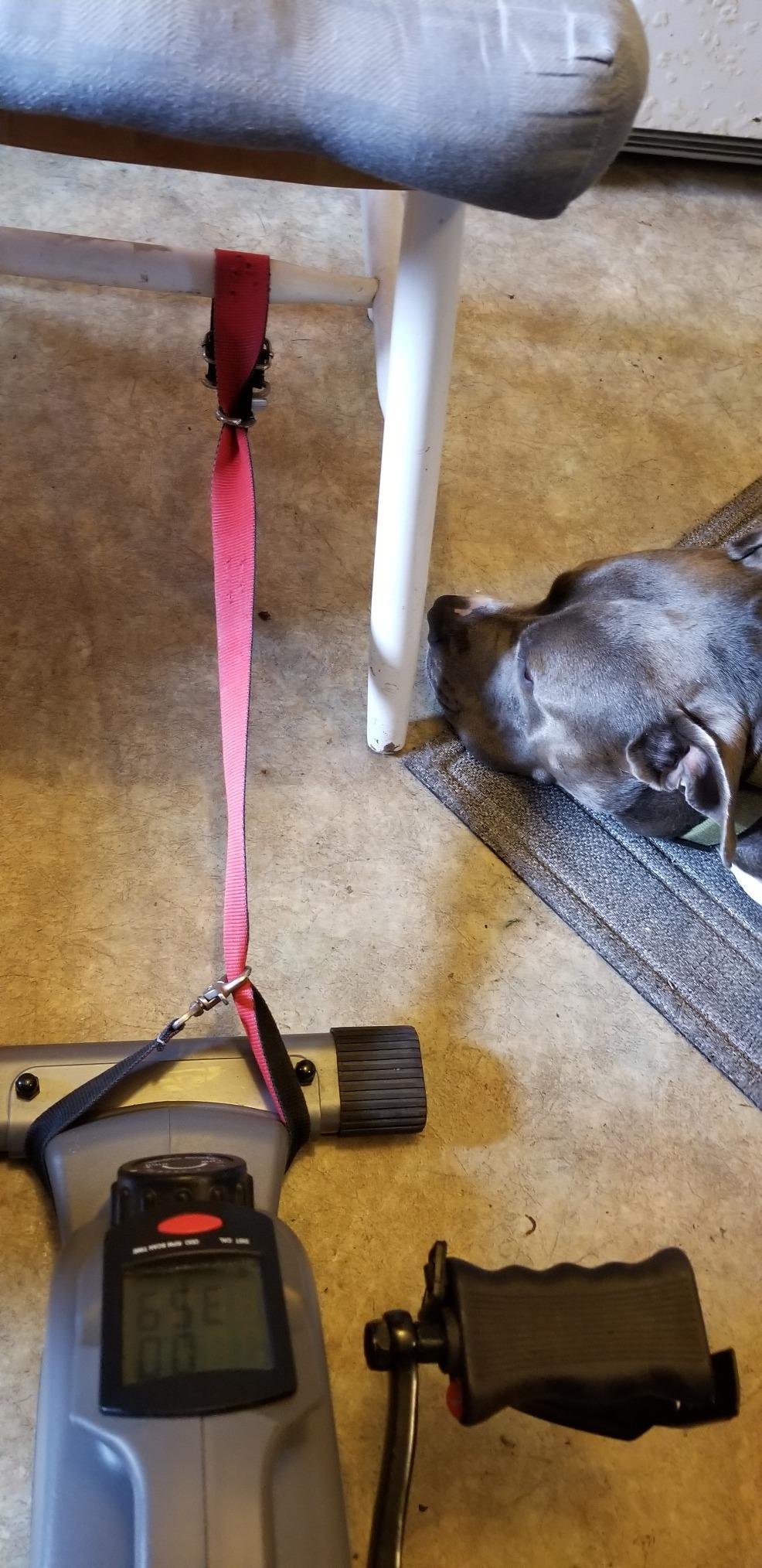 Sunny Health & Fitness Under-Desk Bike Exerciser, Low-Impact Cardio Cycling Equipment customer photo 2