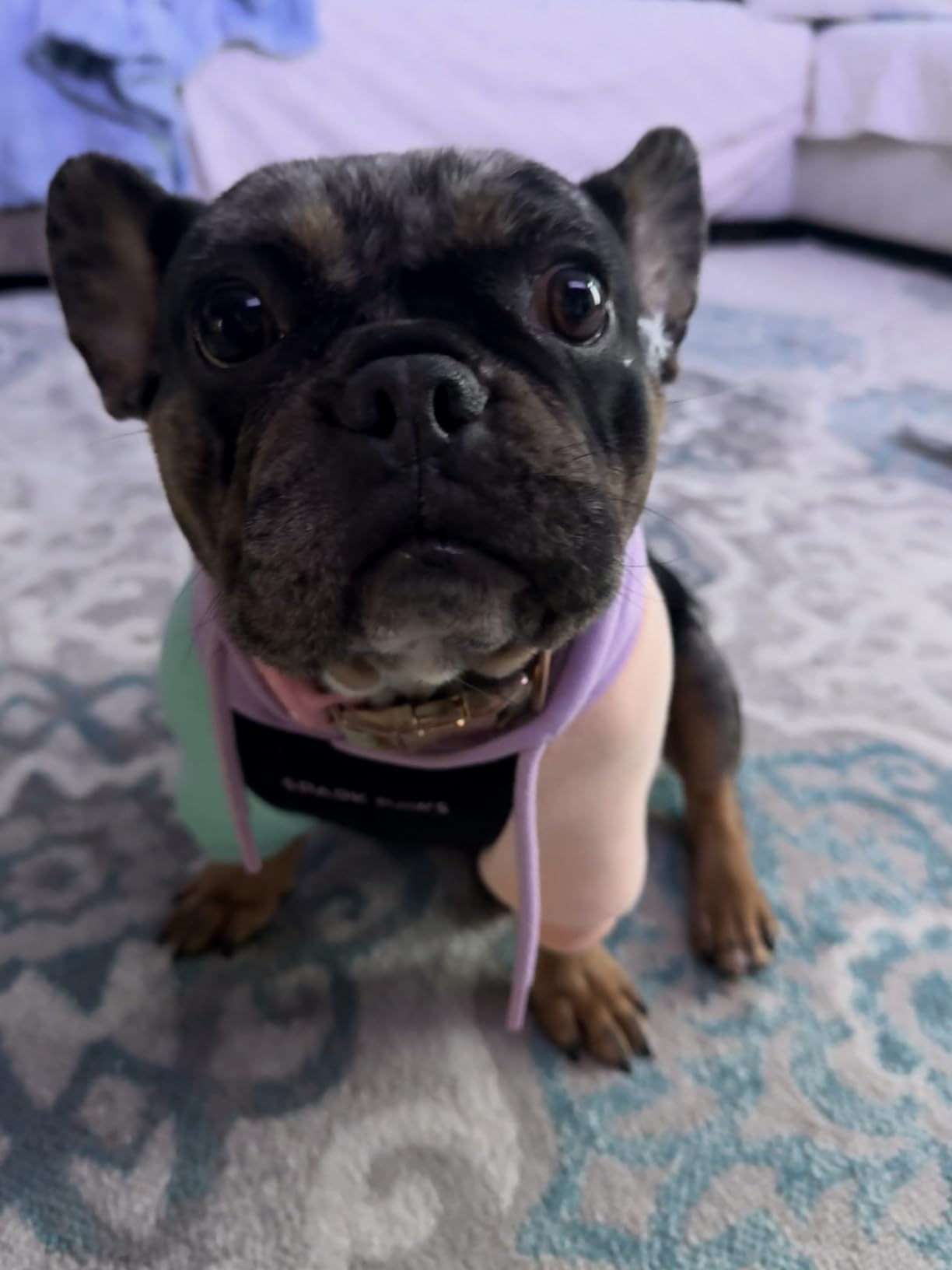 Spark Paws Dog Hoodie - Premium Dog Sweater for Small, Medium, and Large Dogs | Warm Outfits for French Bulldogs, Pitbull, Puppy, Winter Jacket Alternative - Green Plaid - L customer photo 1