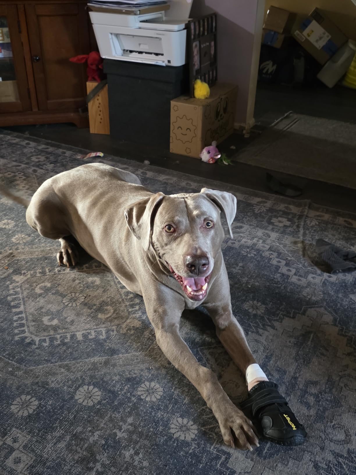 Hcpet Dog Boots, Dog Shoes for Large Dogs, Medium Dog Boots & Paw Protectors, Anti-Slip Dog Booties for Hot Pavement Winter Snow Hiking with Reflective Straps Pink Size 6 customer photo 2