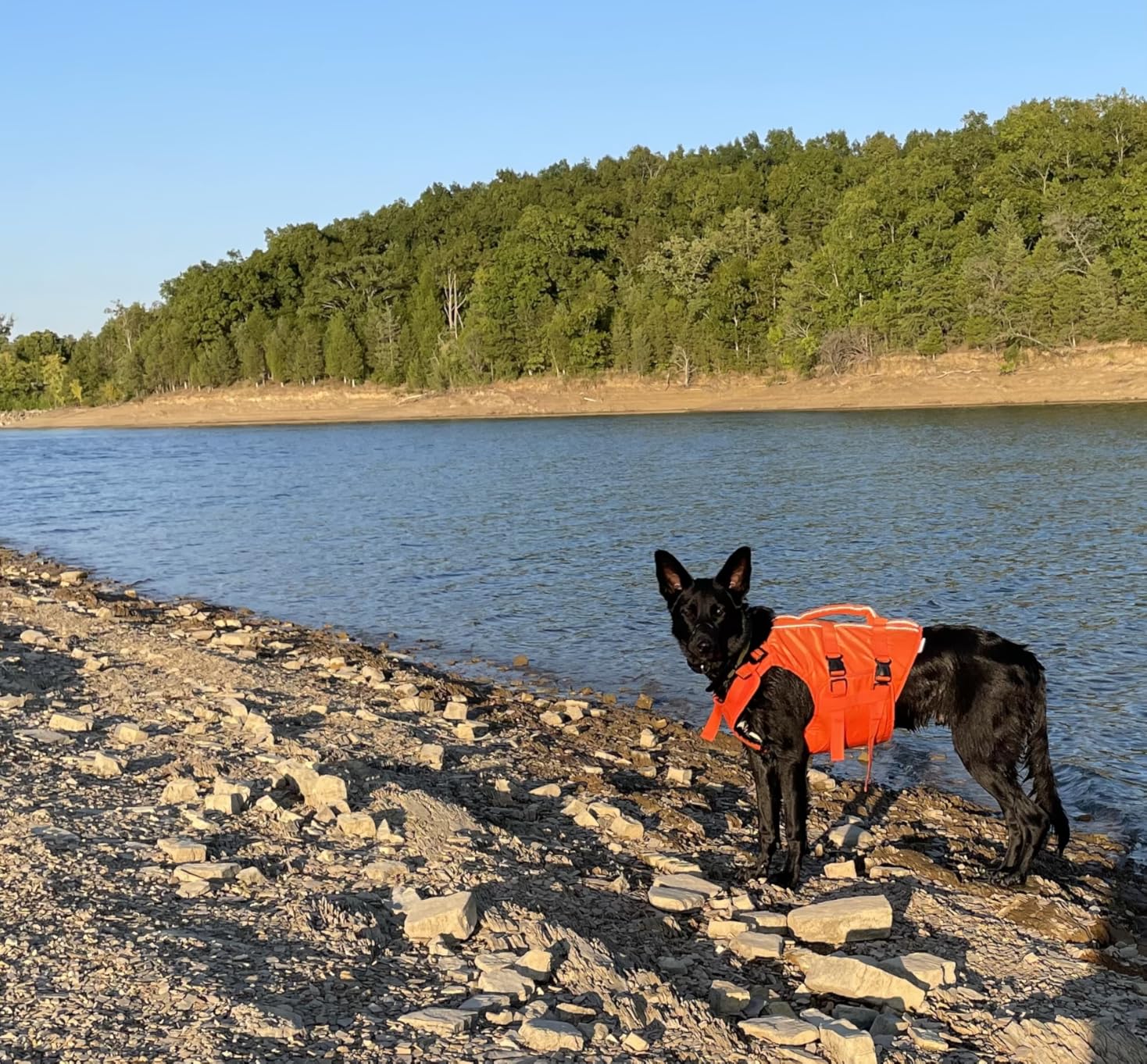 Kuoser Dog Life Jacket High Flotation, Reflective Dogs Life Vest for Swimming Boating, Adjustable Small Medium Large Dog lifejacket, Lightweight Dogs Life Preserver Rescue Handle Spring Summer Pool customer photo 1