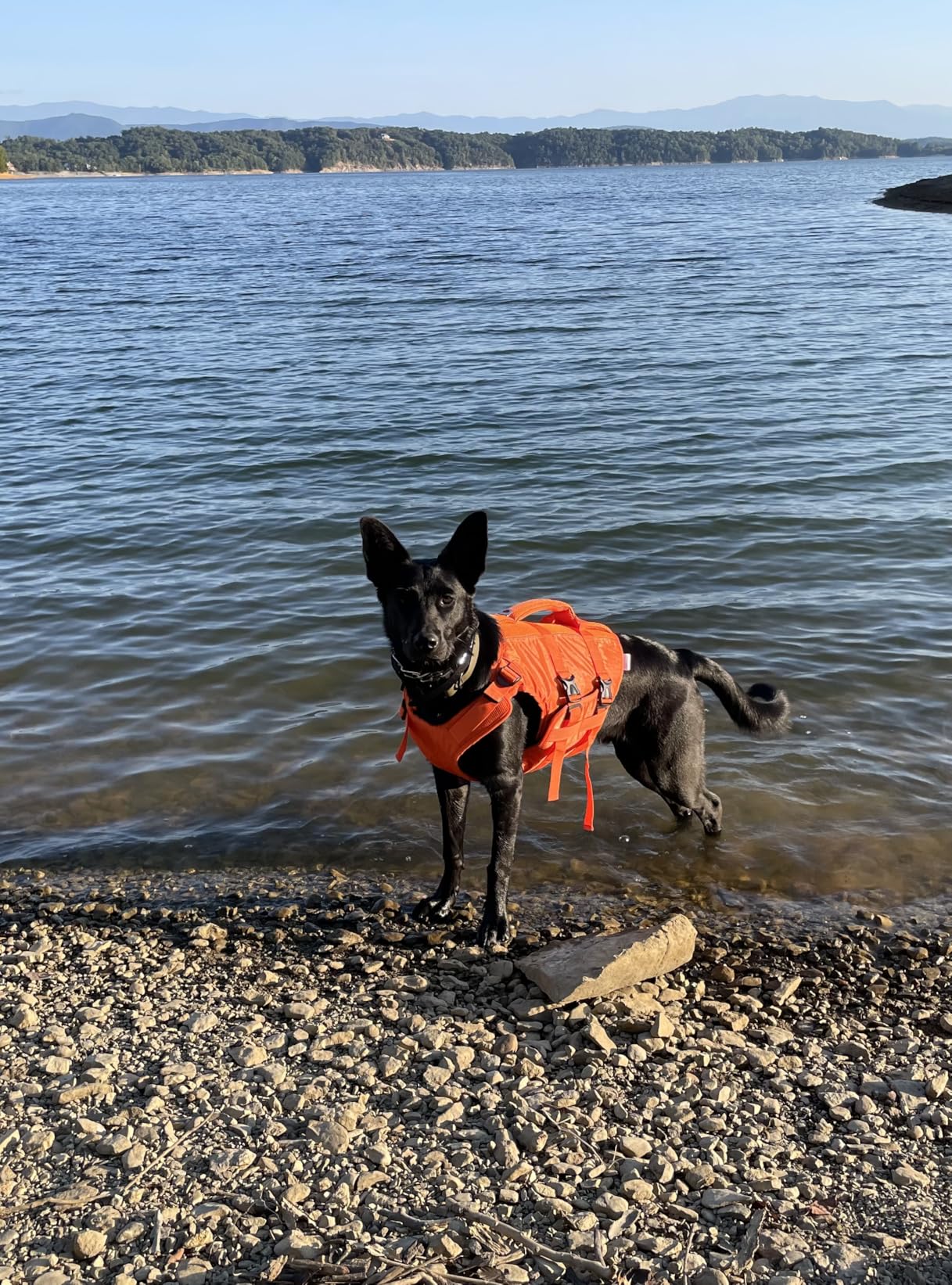 Kuoser Dog Life Jacket High Flotation, Reflective Dogs Life Vest for Swimming Boating, Adjustable Small Medium Large Dog lifejacket, Lightweight Dogs Life Preserver Rescue Handle Spring Summer Pool customer photo 2