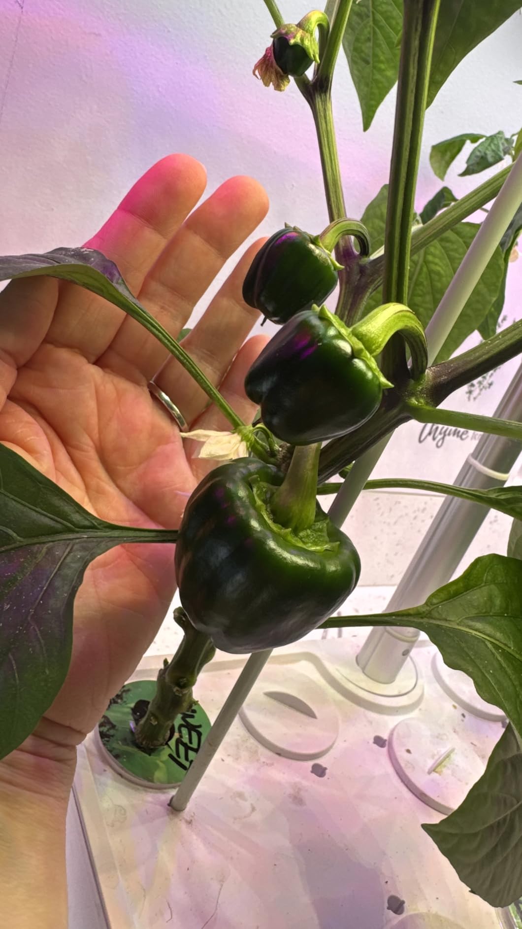 Ahopegarden Indoor Garden Hydroponics Growing System: 12 Pods Plant Germination Kit Garden Kit Growth Lamp Countertop with LED Grow Light customer photo 2