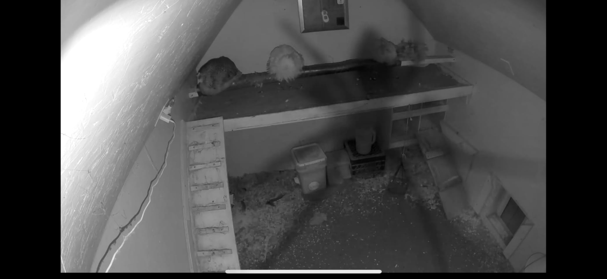 Arlo Essential Indoor Security Camera 2K (2nd Gen, 2023 Release) - Wired Plug-in Power, Person Recognition, Animal Detection, 1-Month Trial of Secure Plan, Automated Privacy Shield, 1 Cam, White customer photo 2