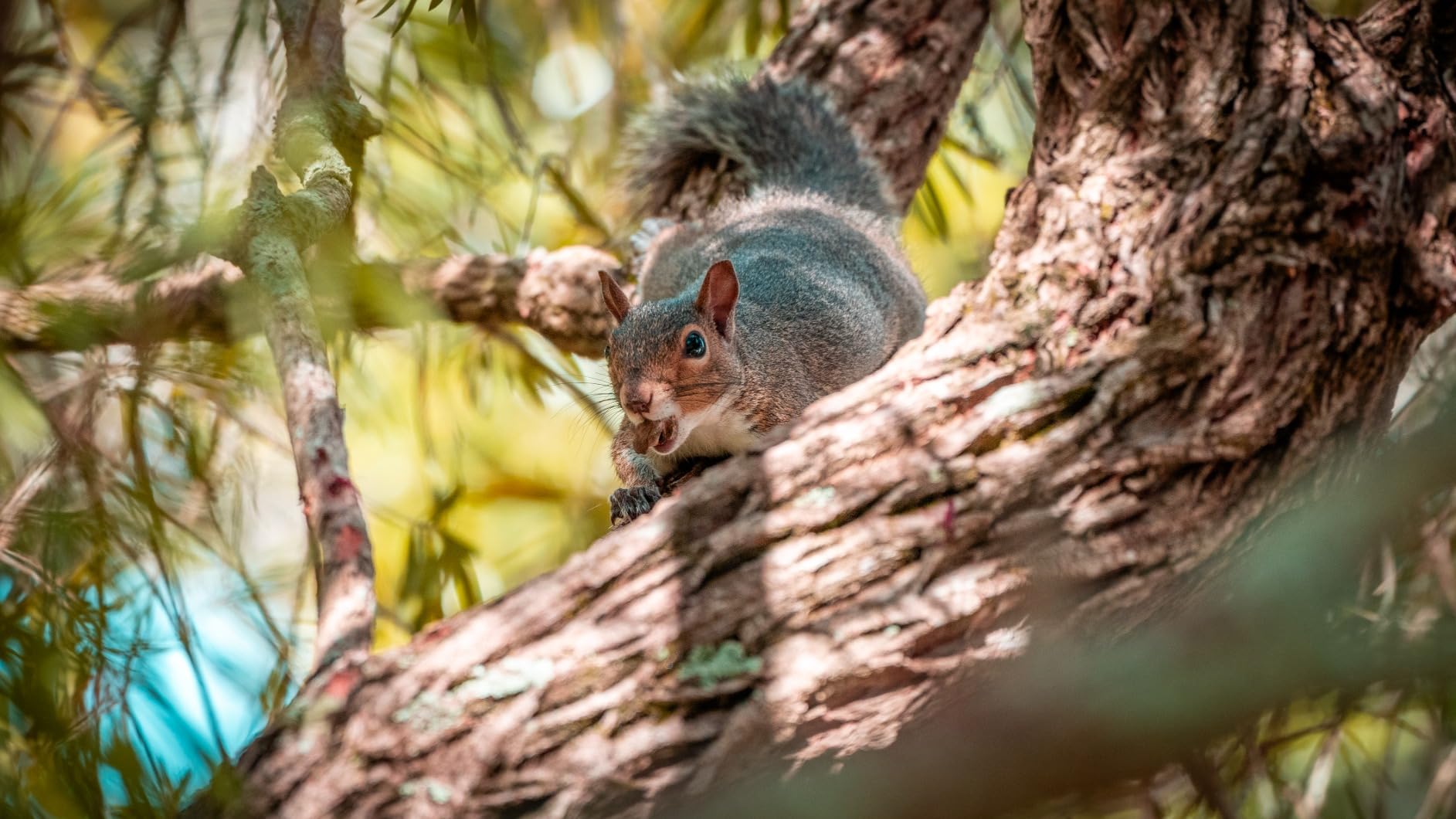 Sony FE 70-200mm f/4 Macro G OSS II - Compact Telephoto Zoom with Macro customer photo 2