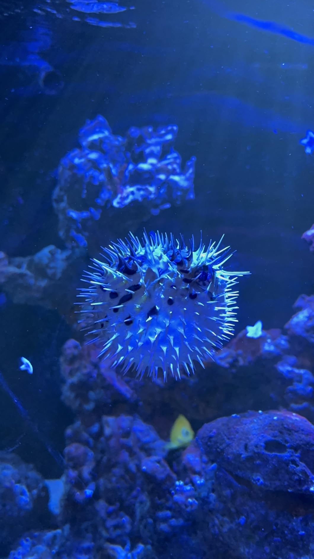 Red Sea 3-in-1 ReefATO+ ATO Auto Top Off System for Aquarium | Water On Floor Alarm | App Controlled with Fish Tank Temperature Probe customer photo 1