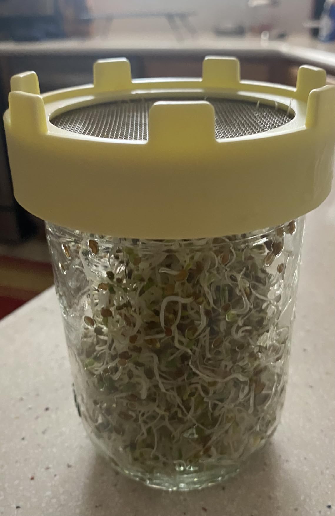 Elementi Sprouts Growing Kit for Wide Mouth Mason Jars, Set of 2 Sprouting Lids for Organic Alfalfa & Mung Bean Sprouts Grow Kit, 316 Stainless Steel Mesh Screen Strainer Lid (Sage Green) customer photo 2