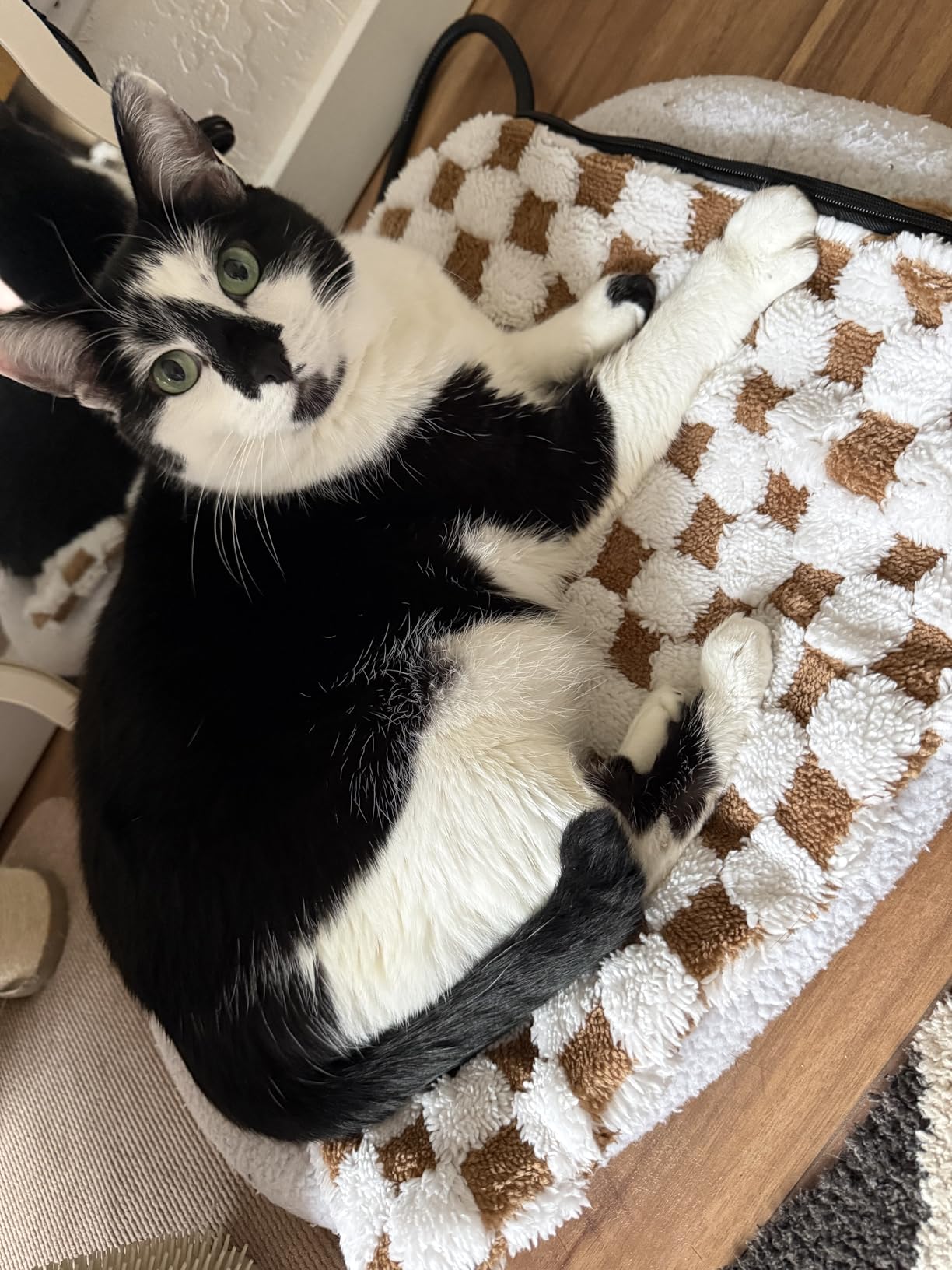 MIXJOY Heated Dog Bed, 11 Adjustable Temperature Dog Heating Pad Indoor with Timer, Pet Heated Mat for Dogs Cats, Electric Cat Heating Pad with Washable Cover, Heated Pet bed-28''x20'', Medium customer photo 1