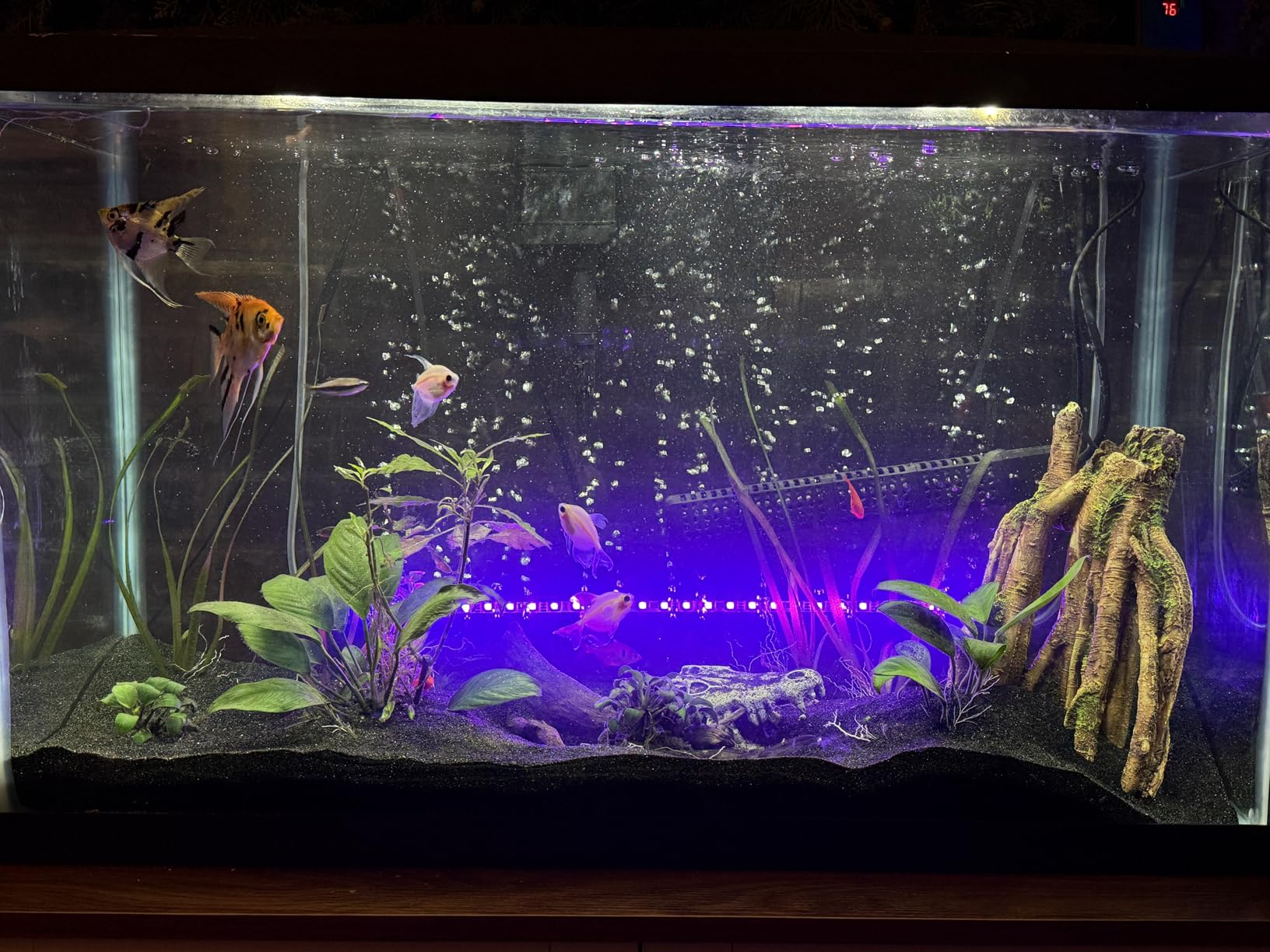 HiTauing Aquarium Heater, Upgraded 300W/500W Fish Tank Heater with Intelligent Leaving Water Automatically Stop Heating and Advanced Temperature Control System, Suitable for Saltwater and Freshwater customer photo 2