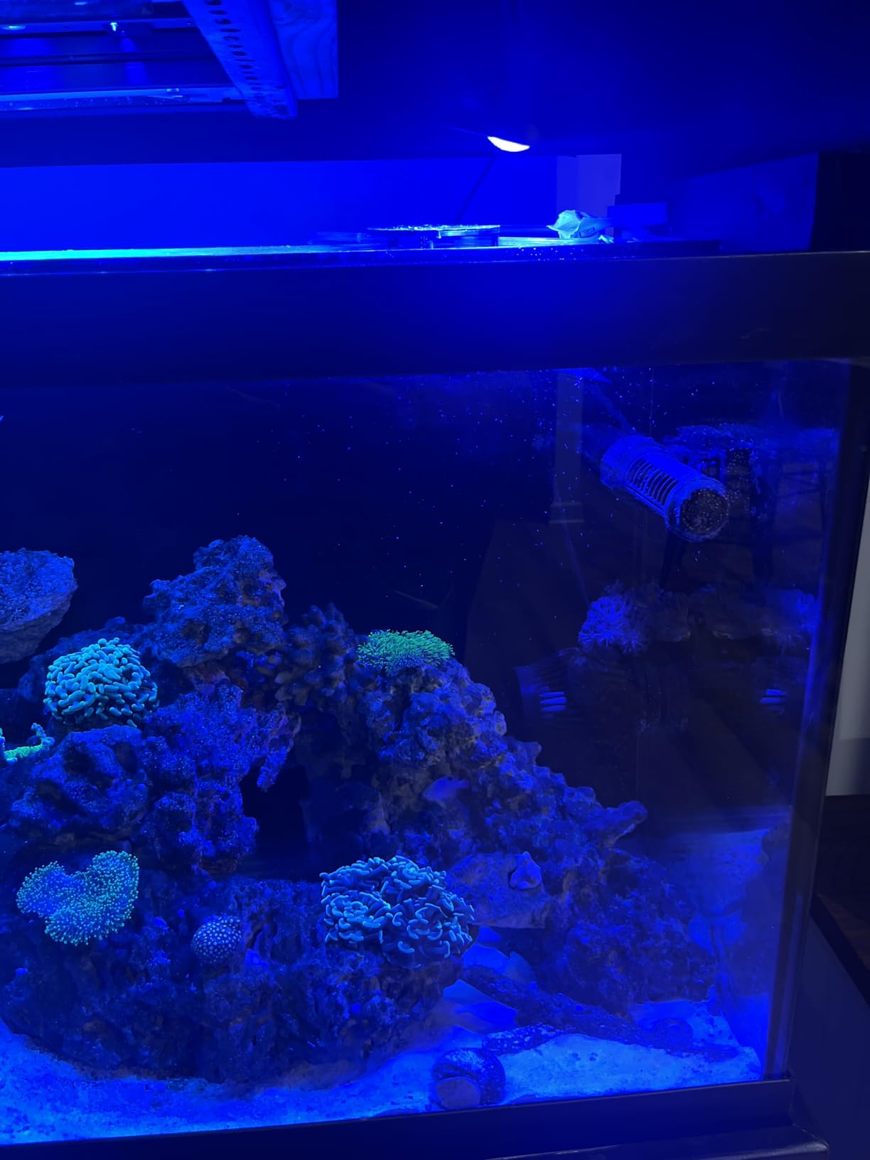 hygger 30 Watts Aquarium LED Reef Light, Dimmable Full Spectrum Marine LED Fish Tank Light Saltwater Nano Aquarium LPS SPS Lighting customer photo 1