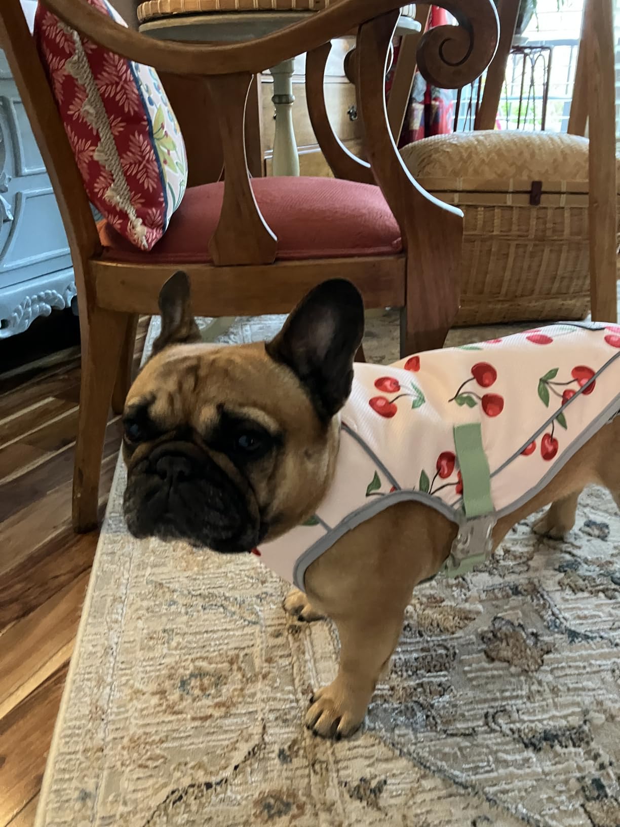 Spark Paws Dog Cooling Vest - SPF 50 UV Sun Protection - Summer Heat Relief Gear for Dogs, Lightweight, Evaporative Cooling - Dog Anxiety Relief Vest During Hot Days - Snowcone, 2XL customer photo 1