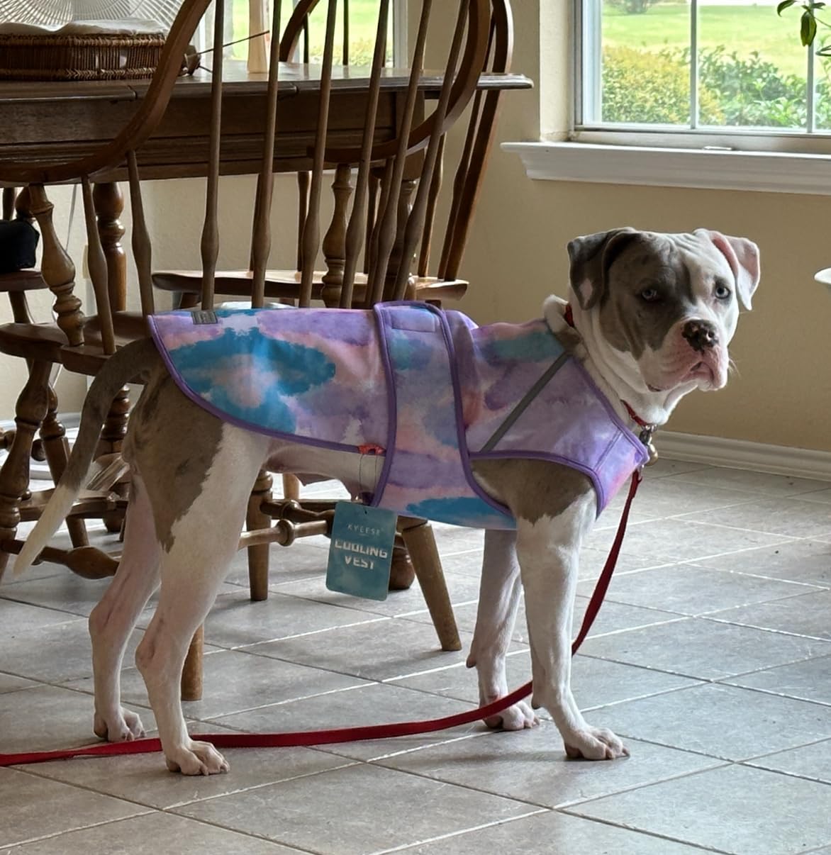 Spark Paws Dog Cooling Vest - SPF 50 UV Sun Protection - Summer Heat Relief Gear for Dogs, Lightweight, Evaporative Cooling - Dog Anxiety Relief Vest During Hot Days - Snowcone, 2XL customer photo 2