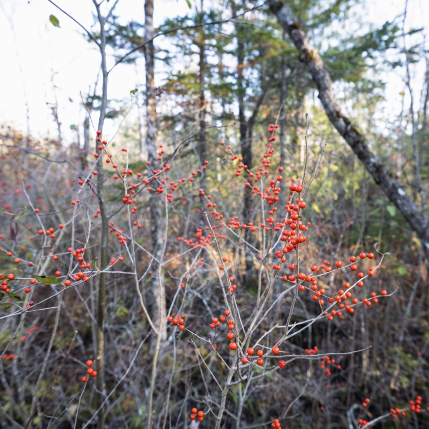 SIRUI Night Walker 24mm S35 Manual Focus Cine Lens, T1.2 Large Aperture RF Mount Lens for RED Komodo, R7, R10, C70, R50 customer photo 1