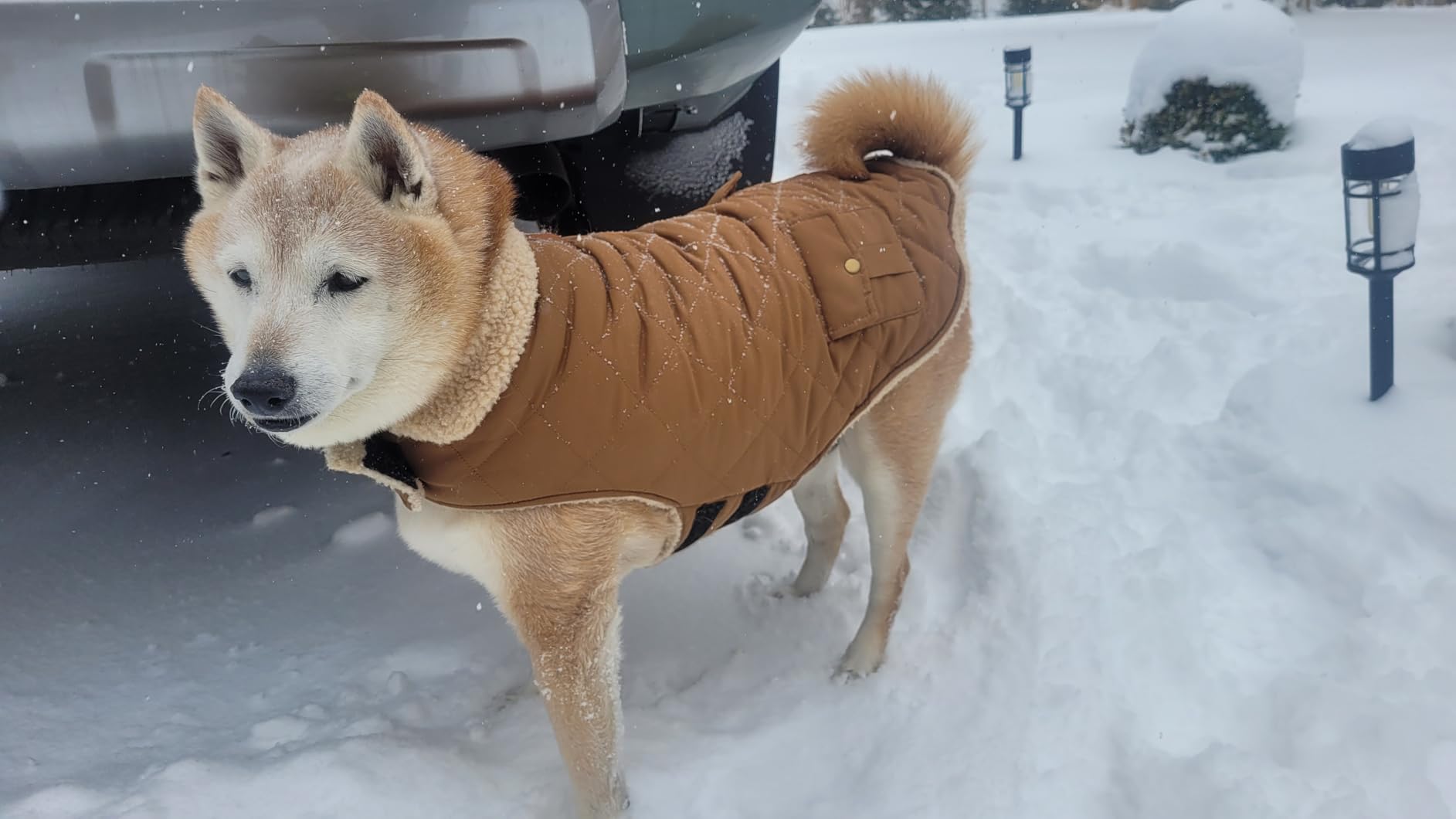 Queenmore Dog Winter Coat - Fleece Jacket, Waterproof Cold Weather Dog Clothes, Thick Warm Cotton Padding, Easy On Storage Pockets (Grey, Small) customer photo 1