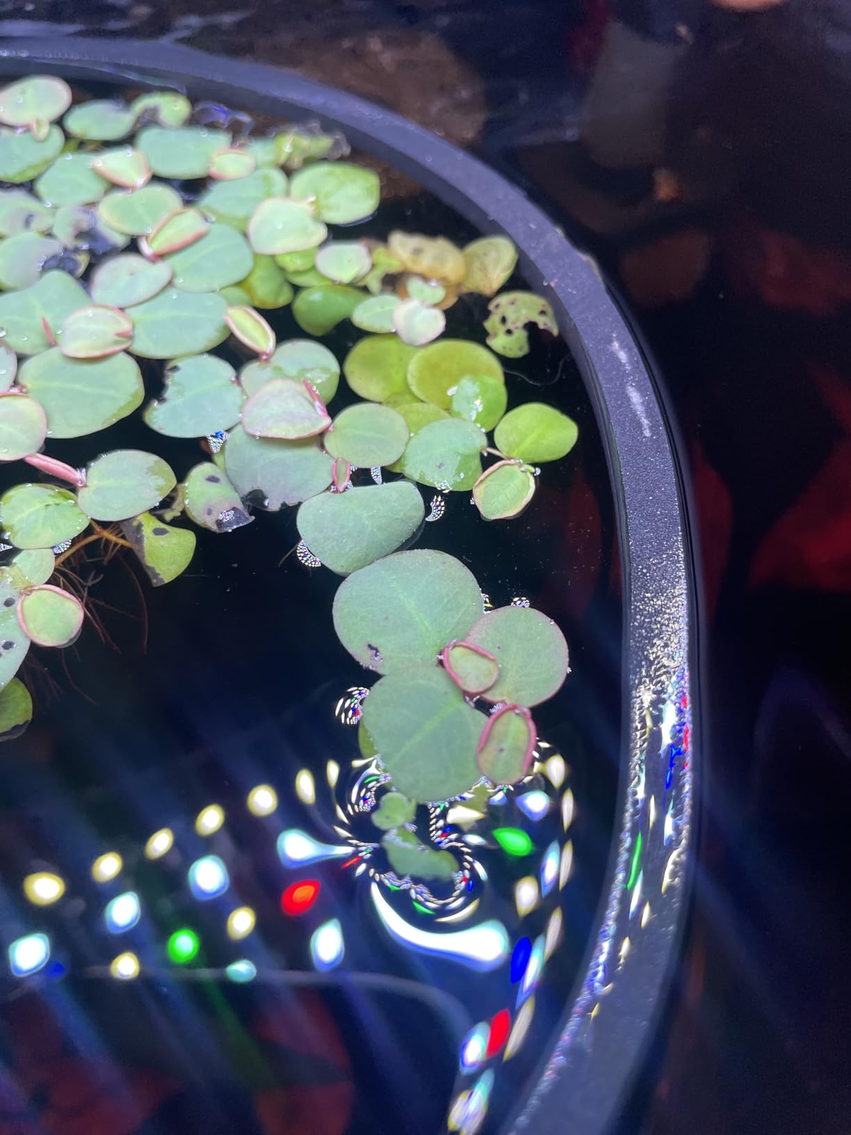 SEAOURA Clip On Aquarium Light for Plants-24/7 Cycle Fish Tank Light with Timer, Full Spectrum+7 Colors Mode, Auto On/Off, Adjustable Brightness and Height, 12W (7inch for 7-12 inch Tank) customer photo 1