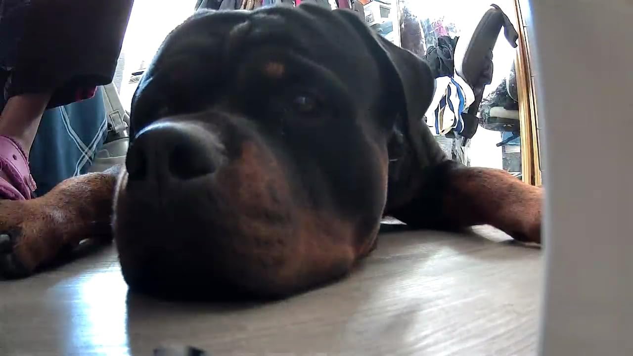 Petcube Cam 360 Camera Interactive WiFi Pet and Home Security Pan-Tilt Camera with Phone App, 1080p HD Video, 360° Rotation, Night Vision, AI Alerts customer photo 2