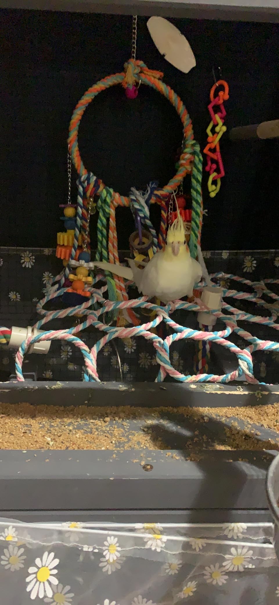 Ketive 65in Outdoor Bird Aviary with Wheels,Wooden Bird Cage Indoor Finches Cage Flight cage Wire Mesh,Easy Clean Tray Perches Nest Feeder customer photo 2