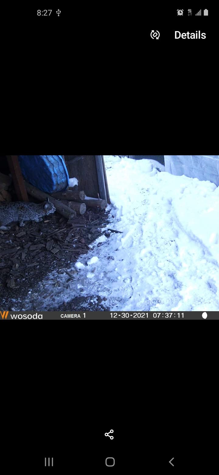 WOSODA Mini Trail Camera 4 Pack 24MP 1080P HD, Game Cam with SD Card, Waterproof Tiny Deer Camera Night Vision Motion Activated with Fast Trigger Time for Outdoor Wildlife Monitoring customer photo 2