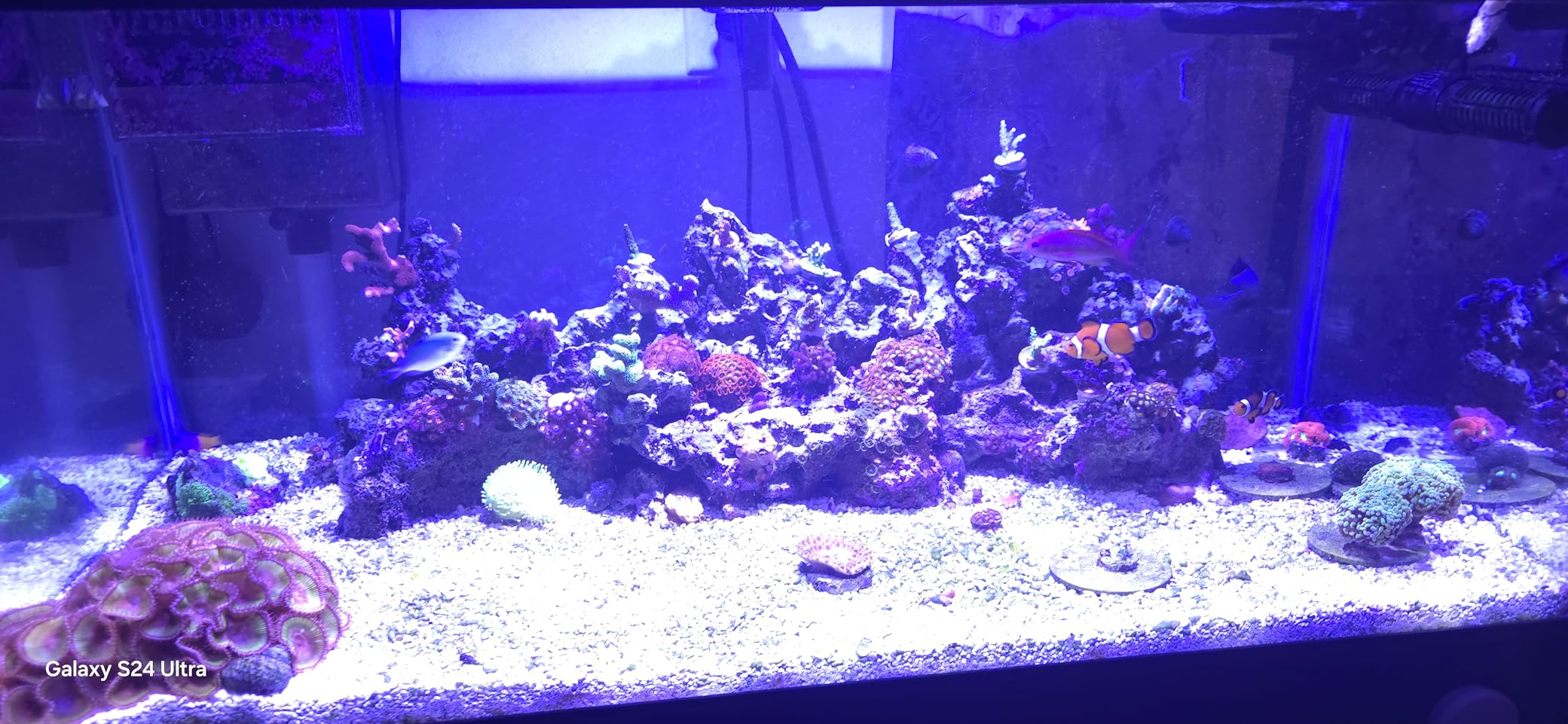 Aquarium Light- 140W Reef Light Wide Coverage Sunrise Sunset Moonlight Saltwater Lights for Coral with Master Slave Group Control & Timer & Screen customer photo 1