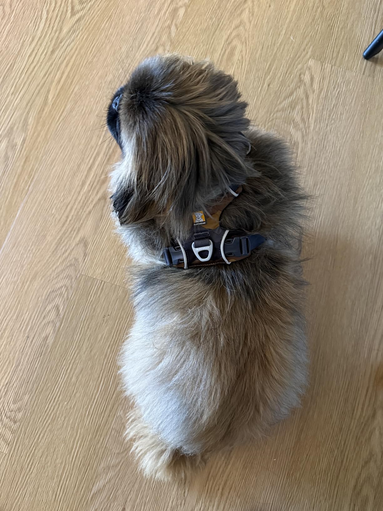 Ruffwear, Front Range Dog Harness, Reflective Soft Padded Everyday Harness with Dual Leash Clips, Adjustable and Lightweight Fit for Training or Walking for All Dogs, Spring Mountains, Small customer photo 2