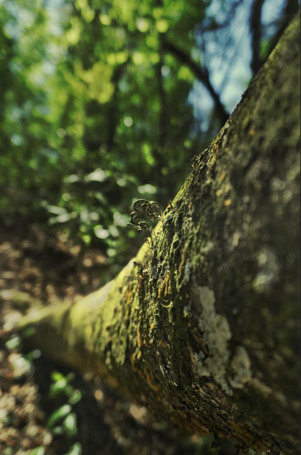 VILTROX 20mm f2.8 FE Lens for Sony E Mount customer photo 1