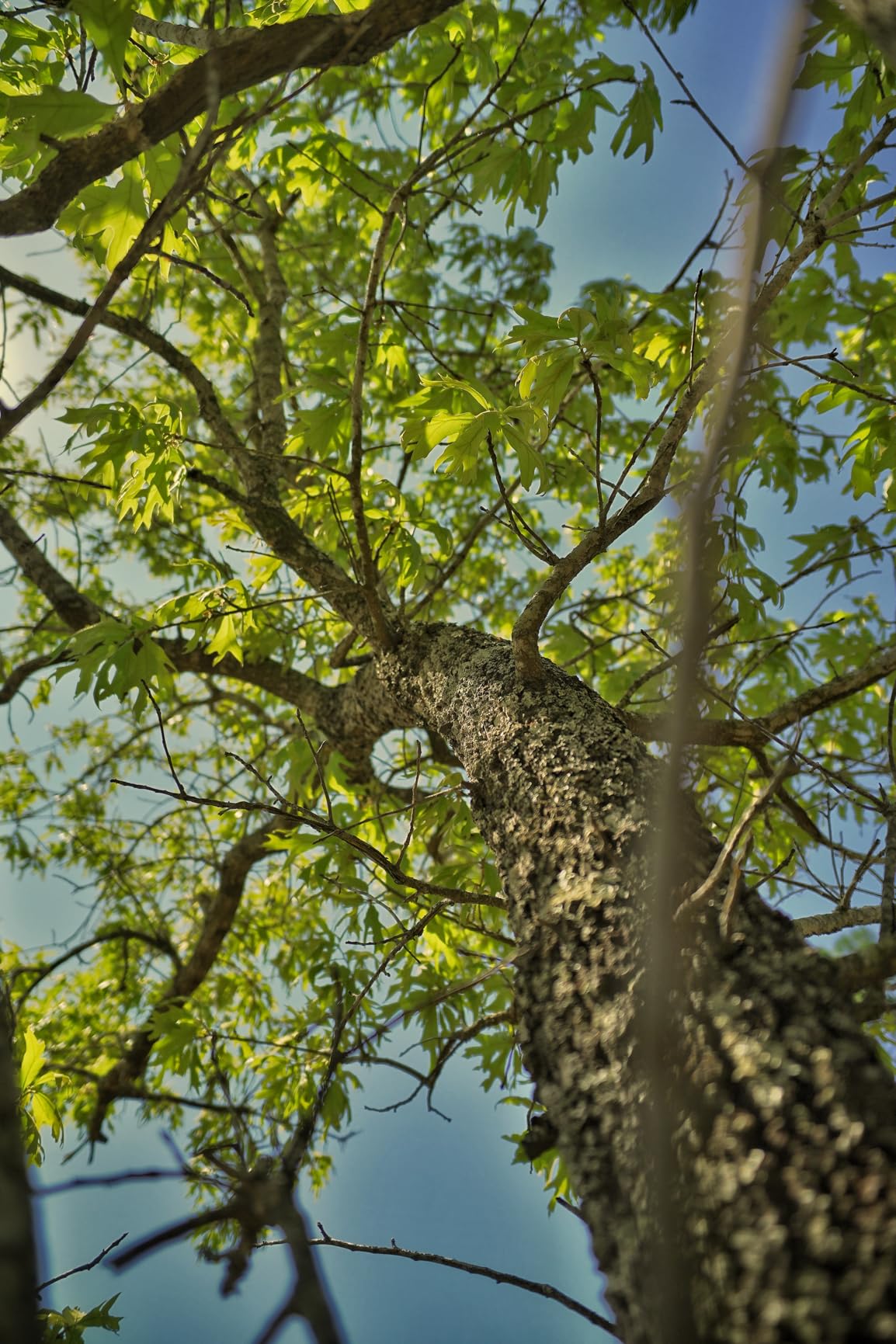 VILTROX 20mm f2.8 FE Lens for Sony E Mount customer photo 2