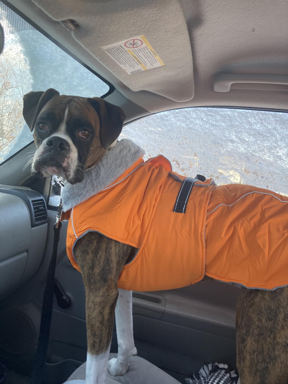 Lelepet Warm Dog Coat Reflective Fleece Vest Waterproof Dog Jacket with Adjustable Buckle Hook & Loop Windproof Cold Weather Coats for Small Medium Large Dogs, Army Green, M customer photo 2