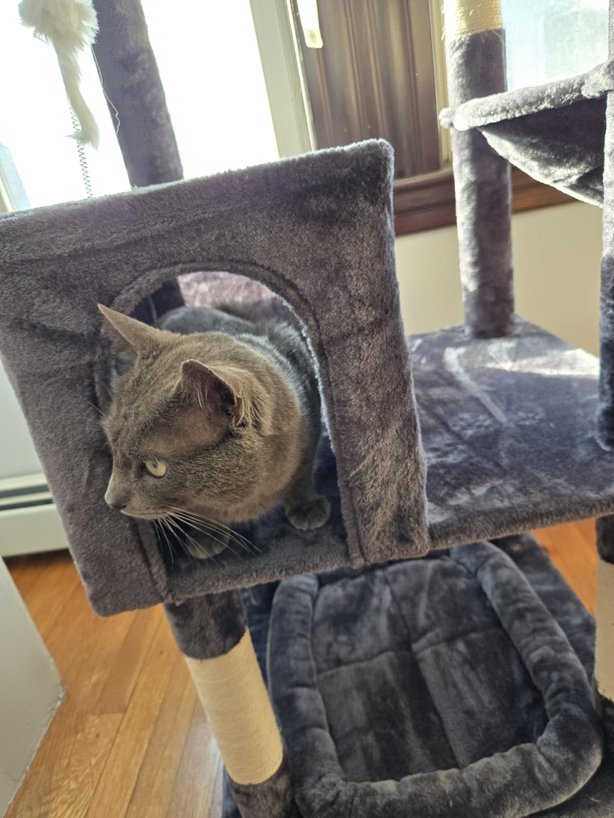 Globlazer Heavy Duty Cat Trees for Large Cats, Sturdy 72in Maine Coon Cat Tree for Large Cats 20 lbs+ Heavy Duty Cat Tower for Adult Biggest Cat with 6 Scratching Posts, Hammock, S72, Dark Gray customer photo 1