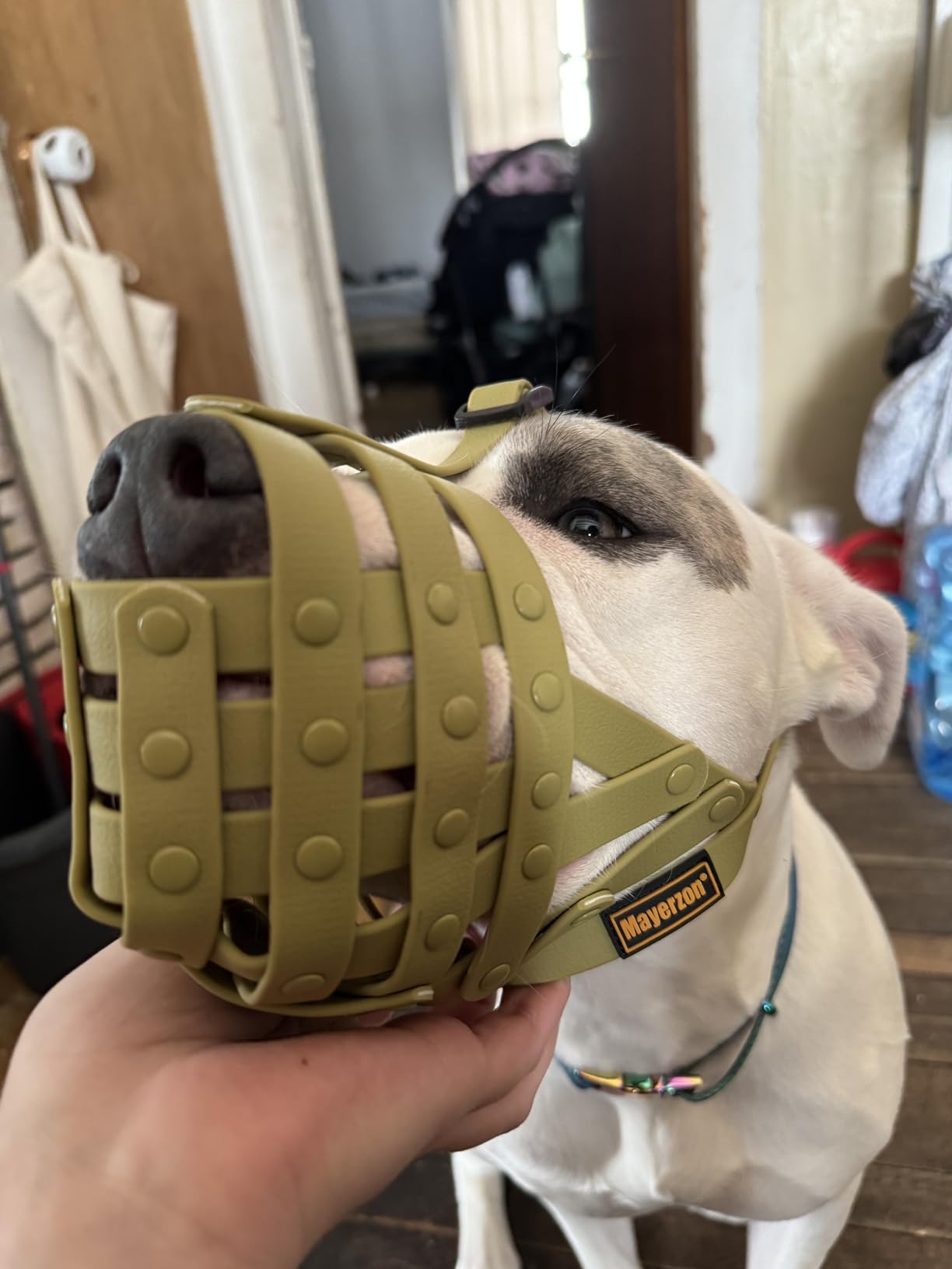 Mayerzon Pitbull Muzzle for Large Medium Sized Dogs to Prevent Biting Scavenging, Basket Muzzle for Rottweiler Staffordshire Terrier in Grooming Training, Allow to Pant Drink, Lightweight and Sturdy customer photo 1