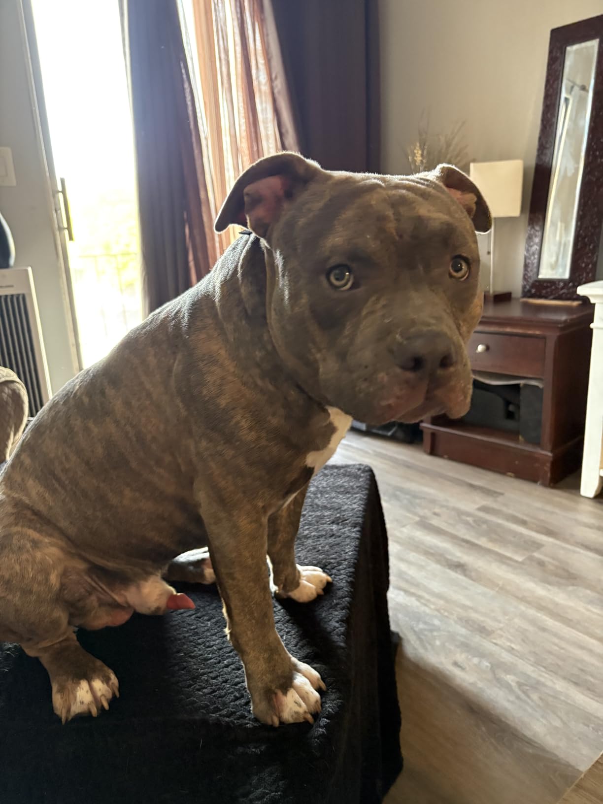 Mayerzon Pitbull Muzzle for Large Medium Sized Dogs to Prevent Biting Scavenging, Basket Muzzle for Rottweiler Staffordshire Terrier in Grooming Training, Allow to Pant Drink, Lightweight and Sturdy customer photo 2