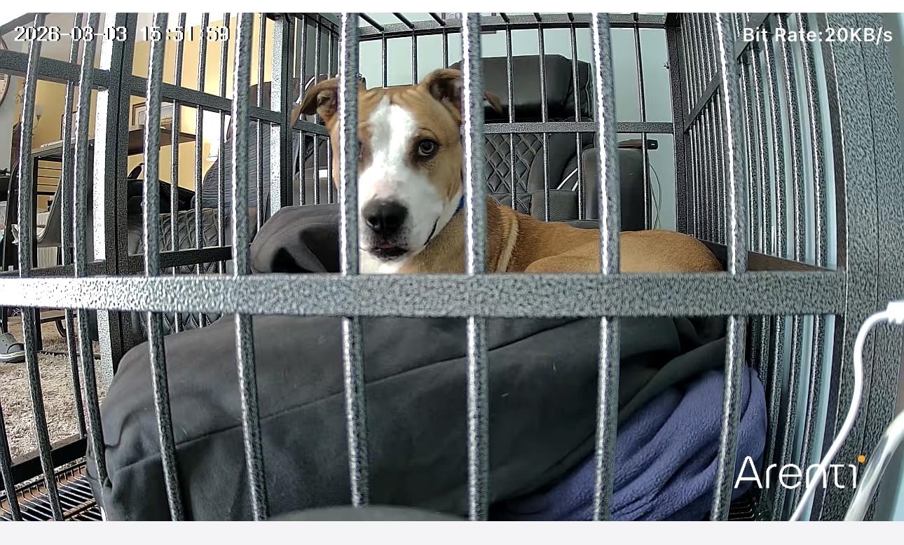 BOLDBONE 54 inch Heavy Duty Indestructible and Escape-Proof Dog Crate Cage Kennel for Large Dogs, High Anxiety Dog Crate with Removable Wire Trays and Wheels, Extra Large XL XXL, Black customer photo 1