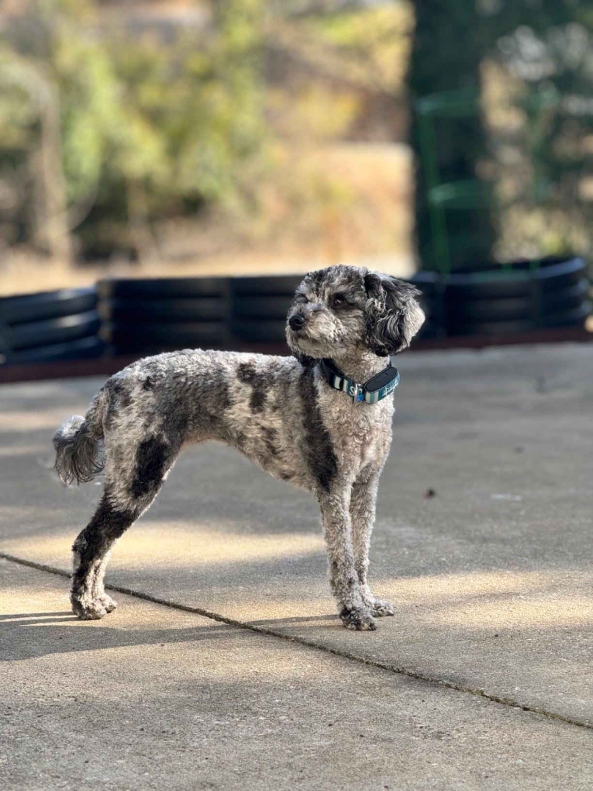 Minitailz Health & GPS Tracker for Dogs - Cardiac and Respiratory Scan - Real-time Location - Activity and Well-Being Analysis customer photo 1