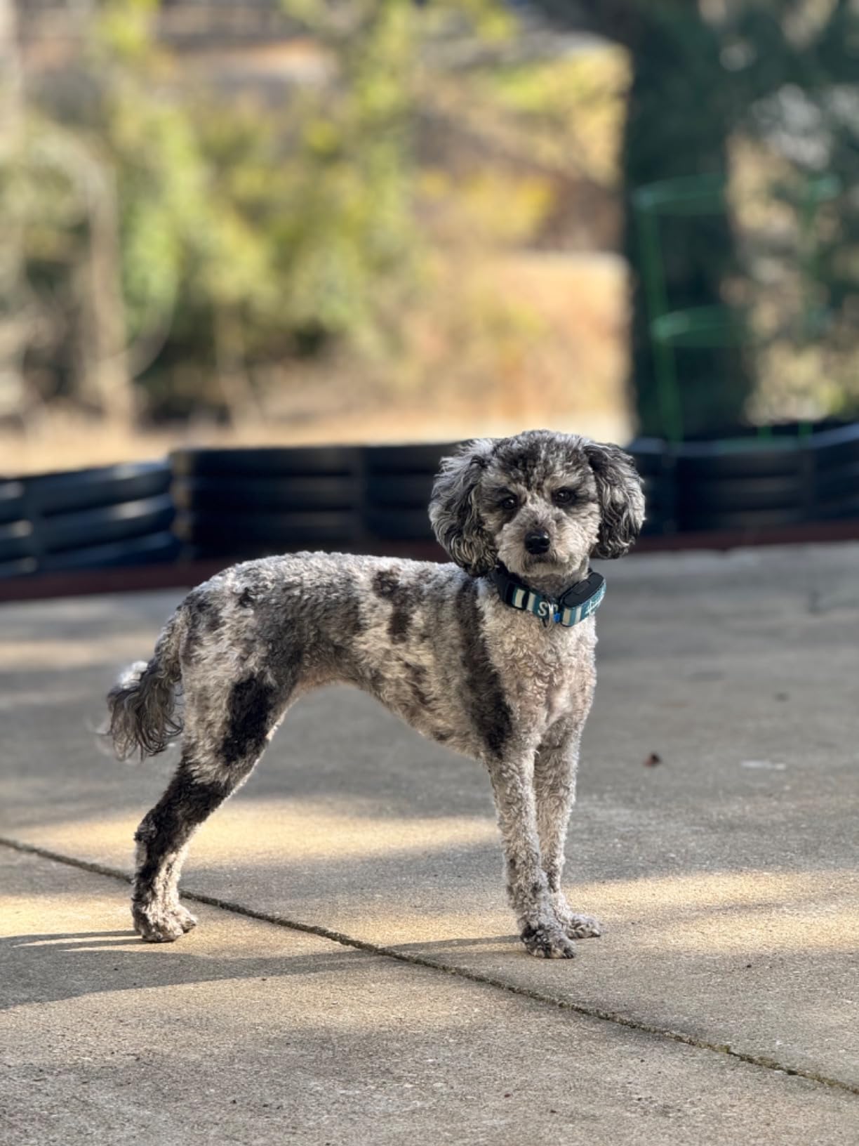 Minitailz Health & GPS Tracker for Dogs - Cardiac and Respiratory Scan - Real-time Location - Activity and Well-Being Analysis customer photo 2